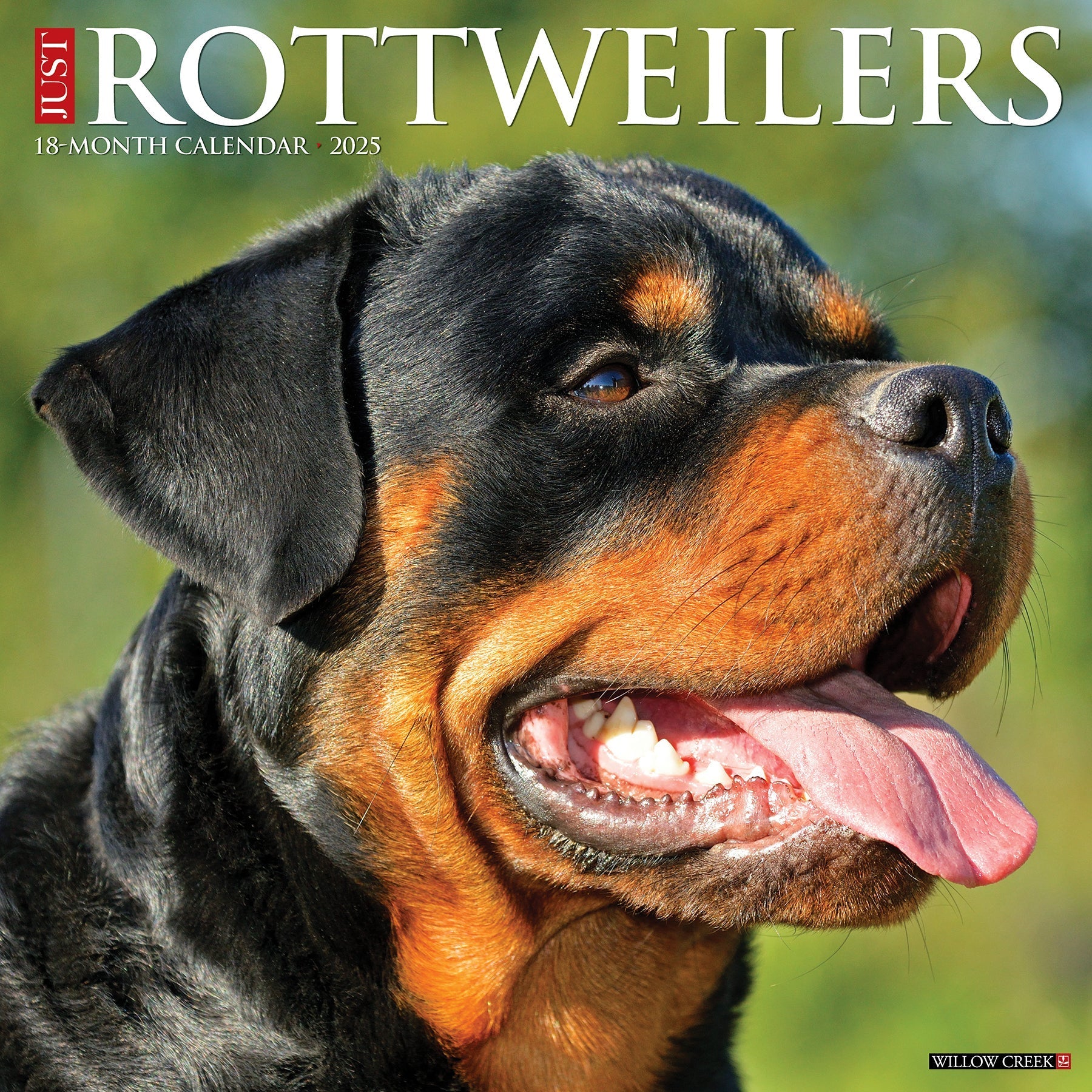 2025 Rottweilers - Square Wall Calendar (US Only)