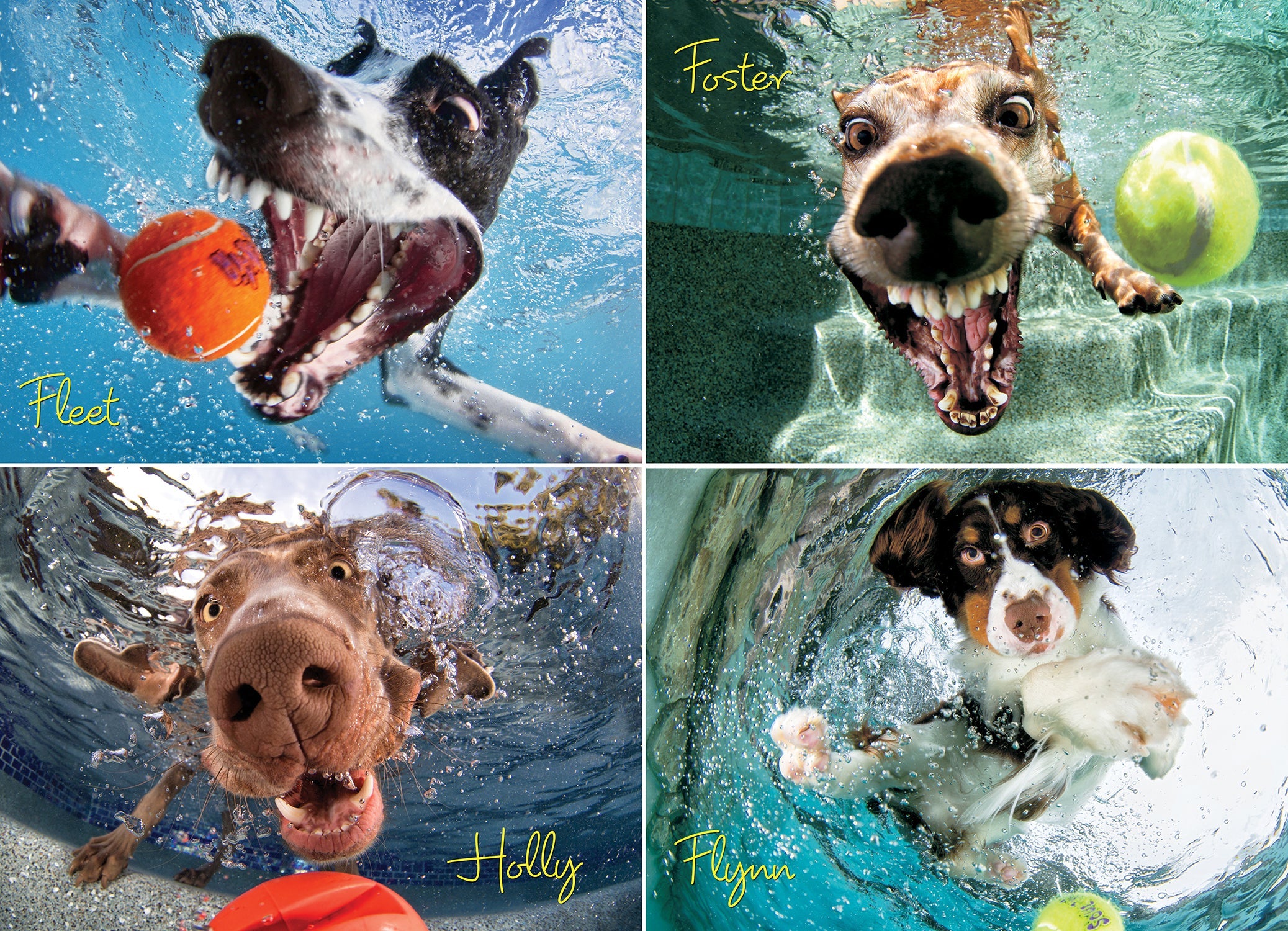 Underwater Dogs: Play Ball 1000 Piece - Jigsaw Puzzle