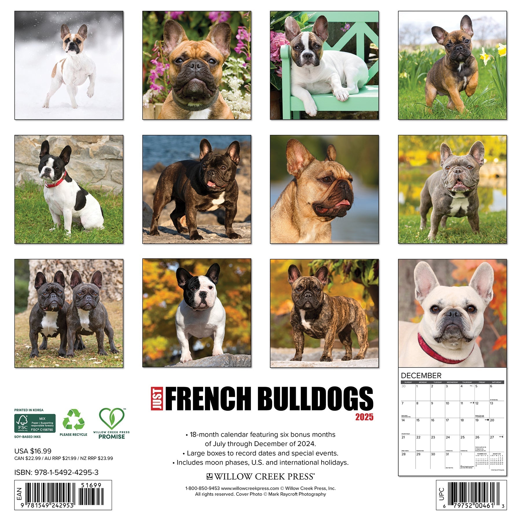 2025 French Bulldogs - Square Wall Calendar (US Only)