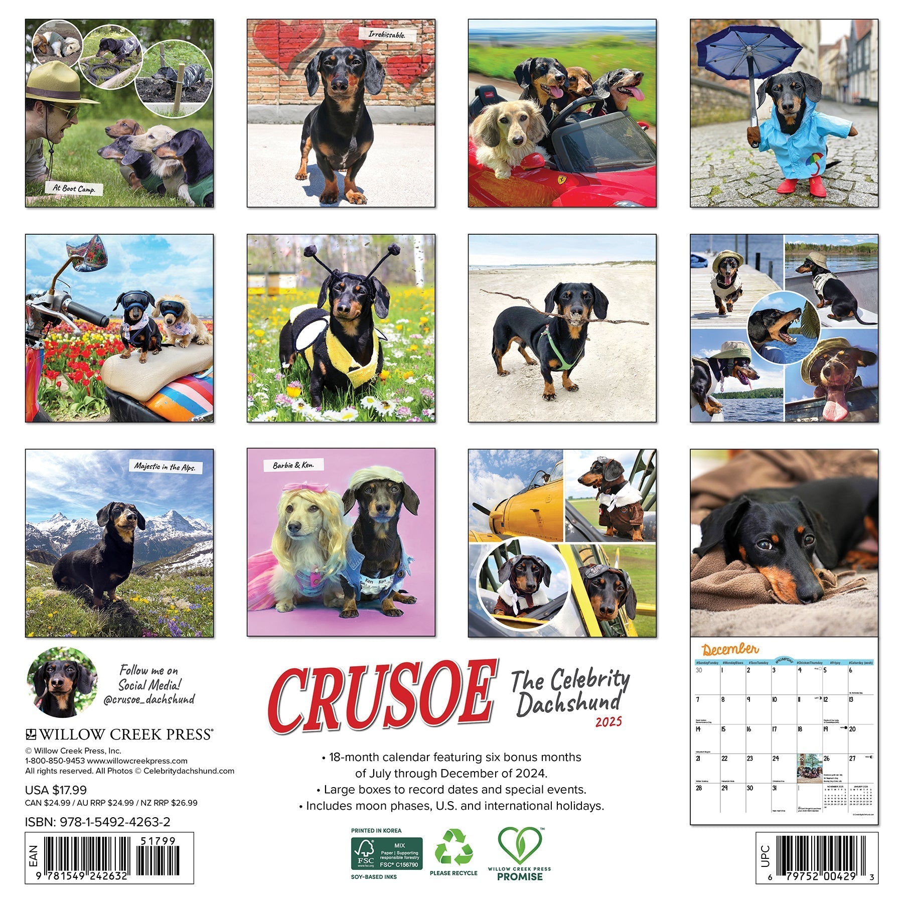 2025 Crusoe the Celebrity Dachshund - Square Wall Calendar (US Only)