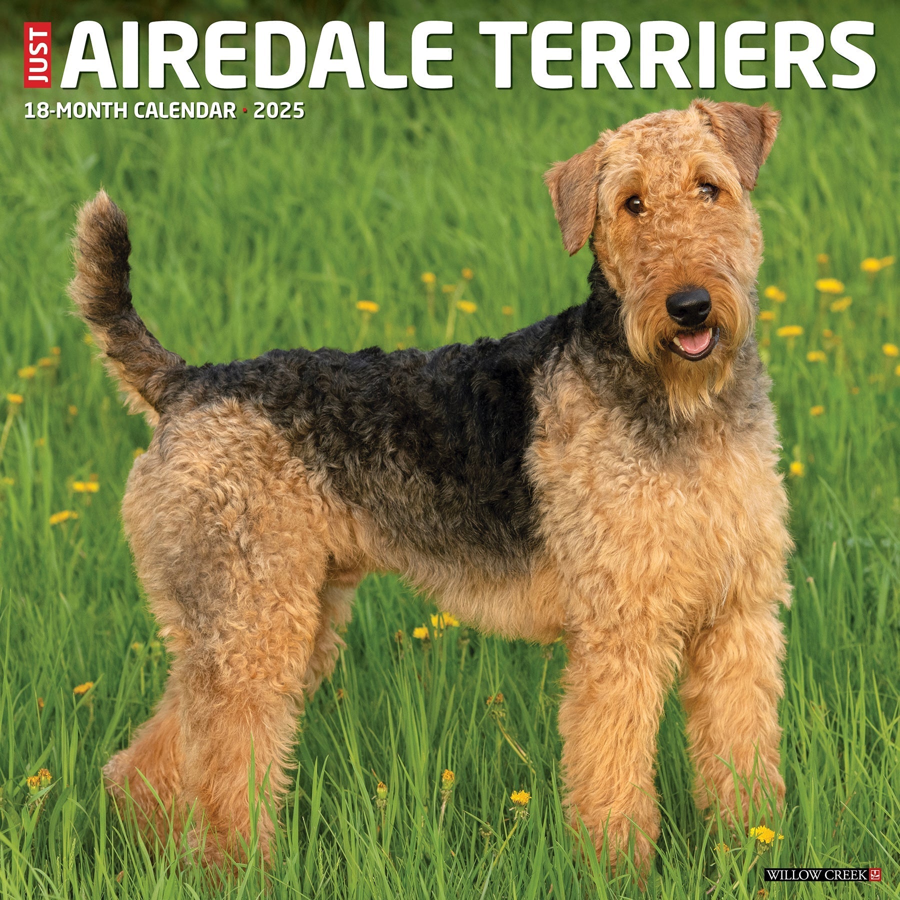 2025 Airedale Terriers - Square Wall Calendar (US Only)