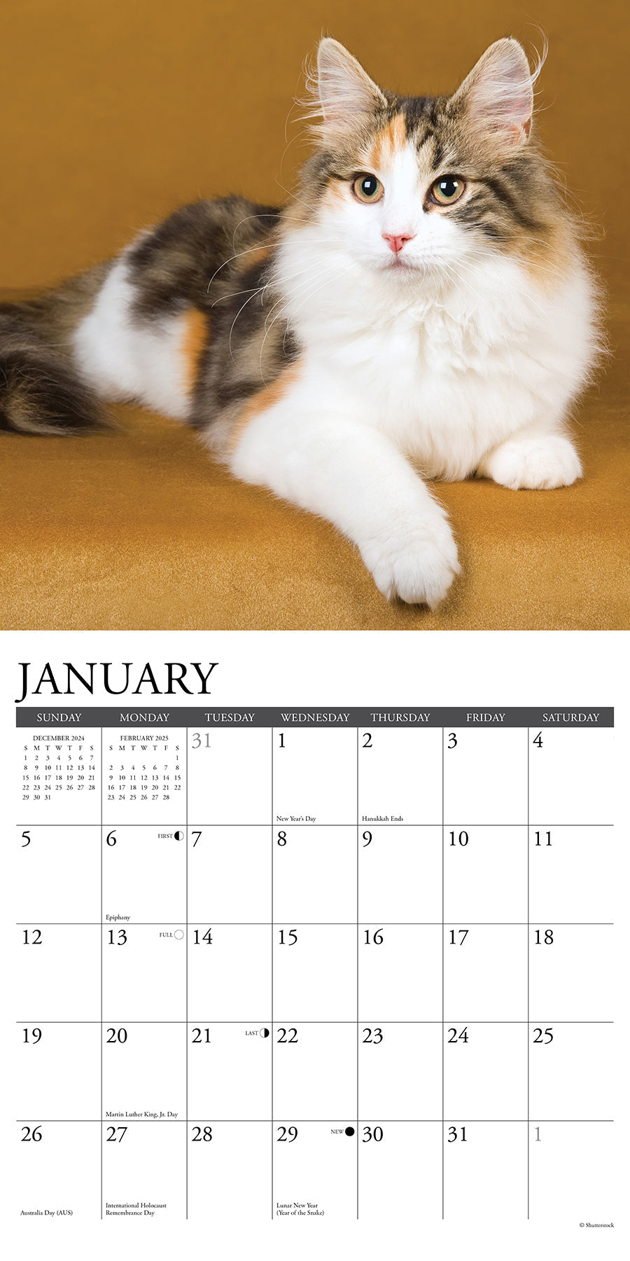 2025 Calico Cats - Square Wall Calendar (US Only)