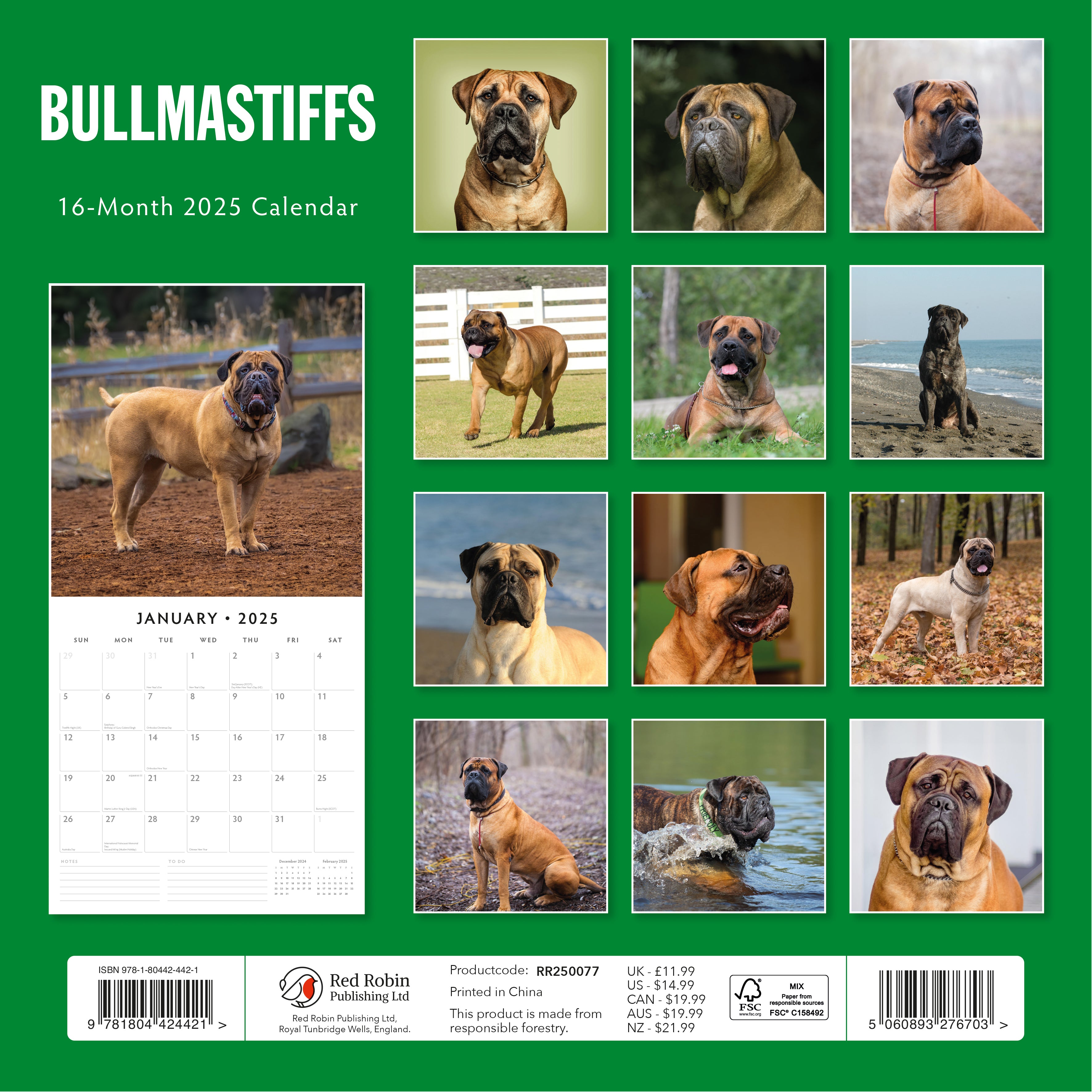 2025 Bullmastiffs - Square Wall Calendar