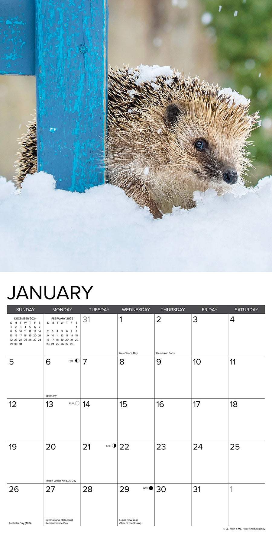 2025 Hedgehogs - Square Wall Calendar (US Only)