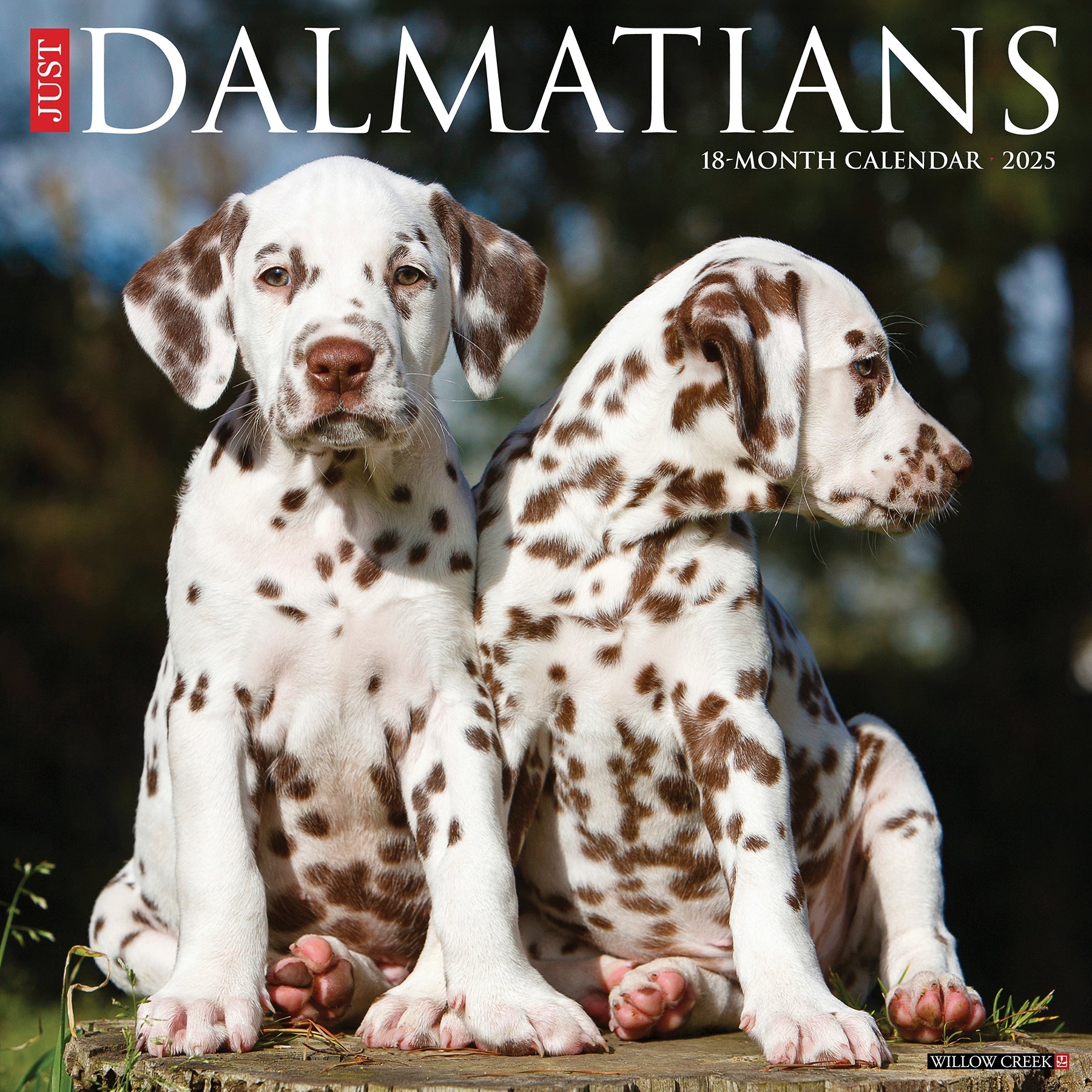 2025 Dalmatians - Square Wall Calendar (US Only)