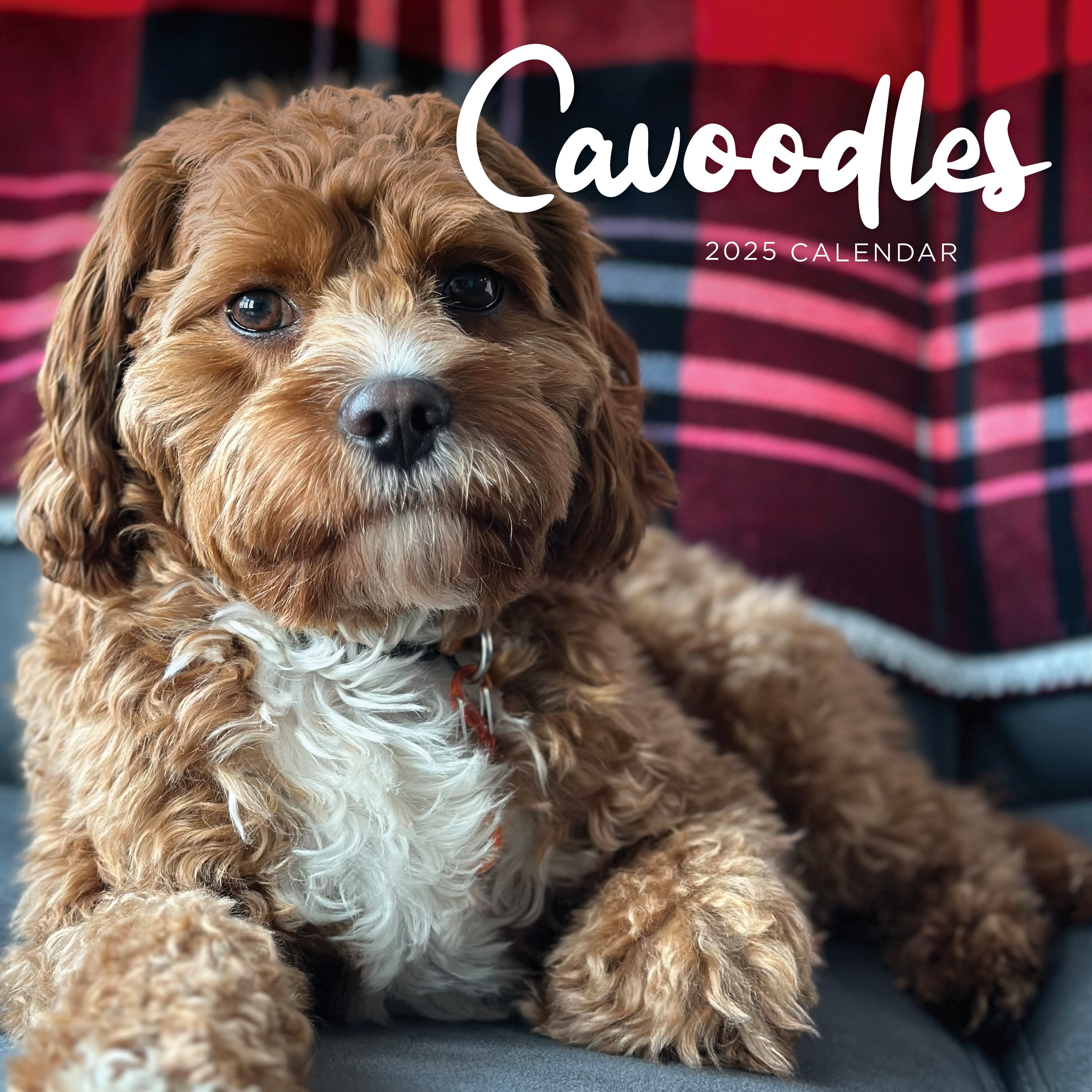 Cavoodle Calendar 2025