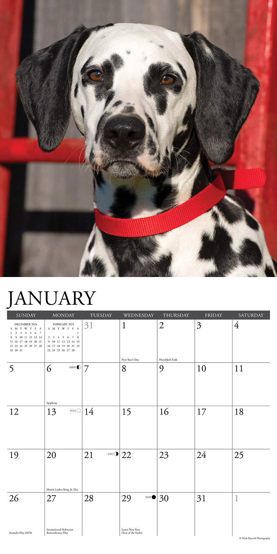 2025 Dalmatians - Square Wall Calendar (US Only)