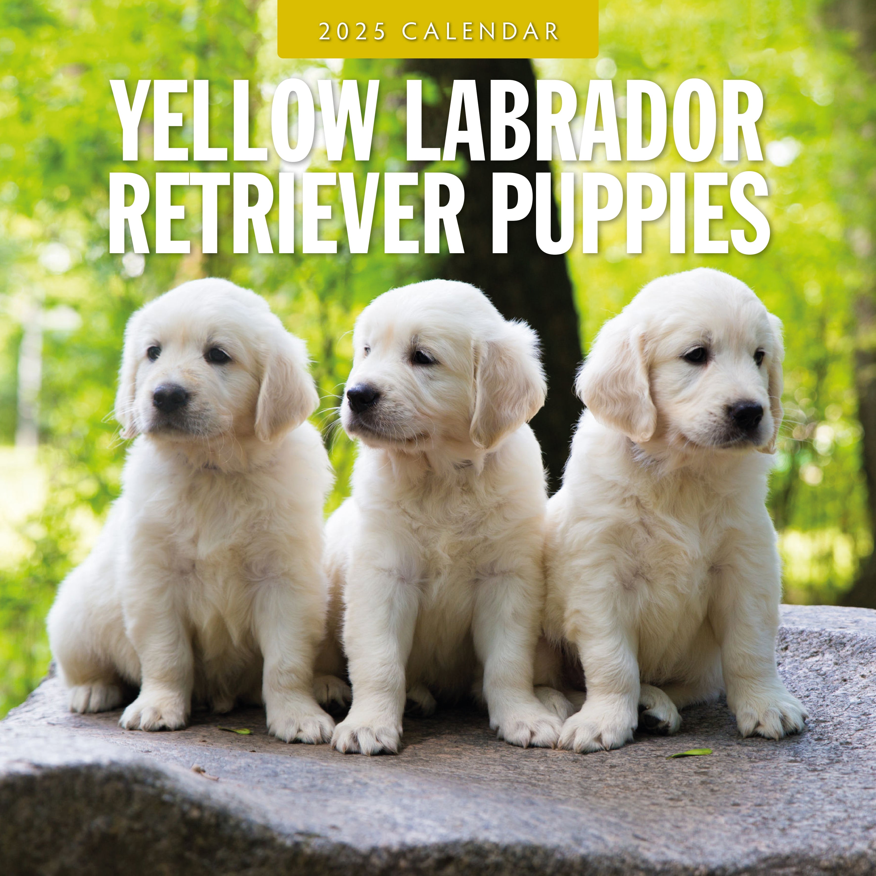 2025 Yellow Labrador Retriever Puppies - Square Wall Calendar
