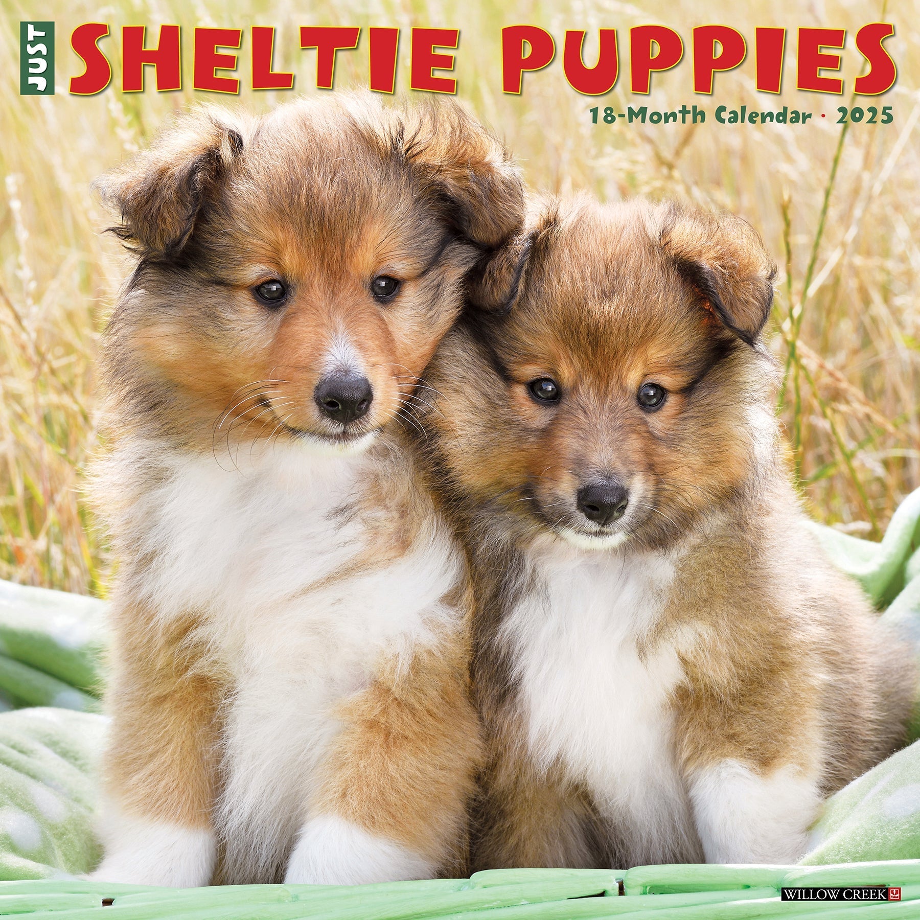 2025 Sheltie Puppies - Square Wall Calendar (US Only)