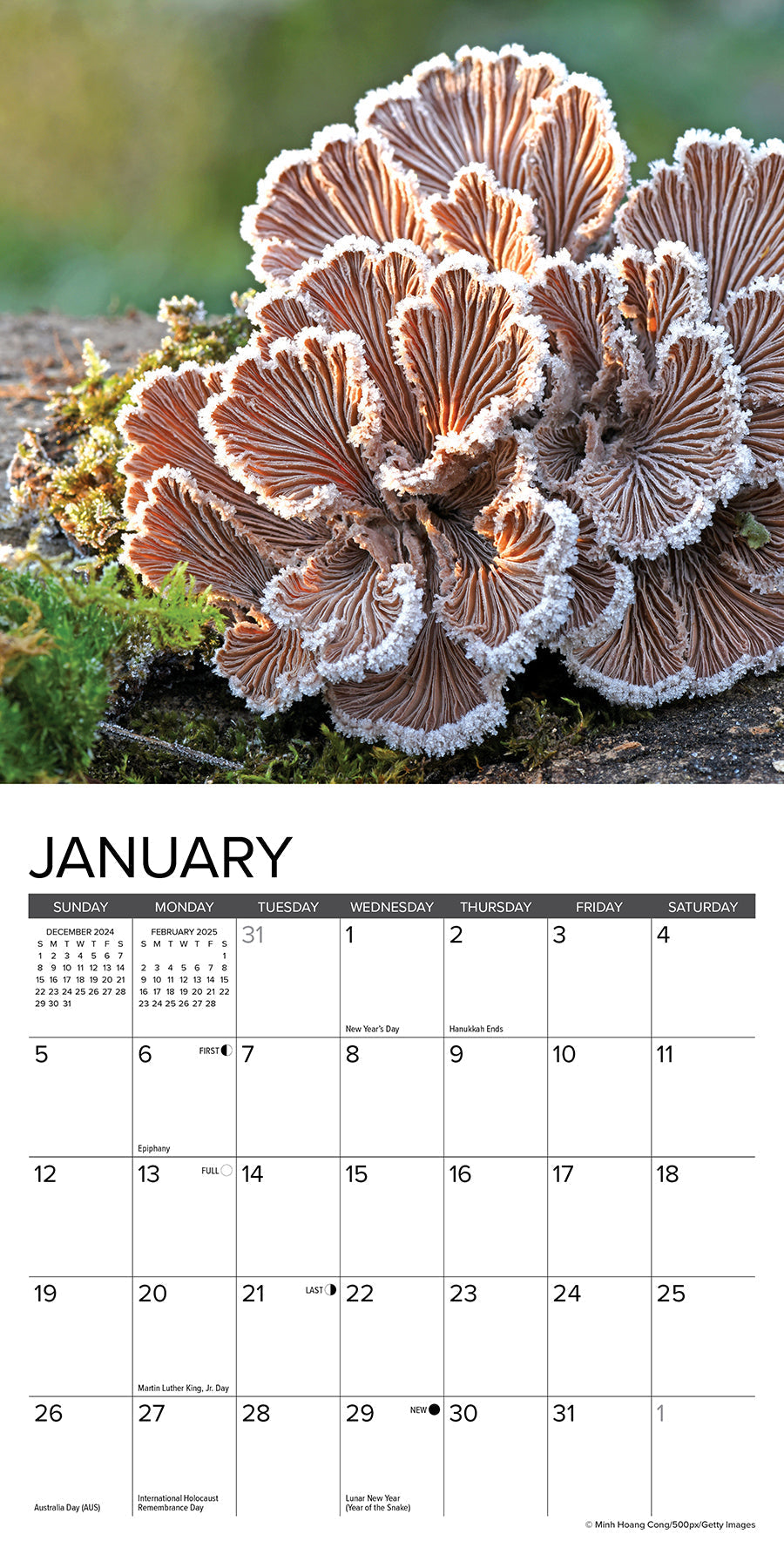 2025 Mushrooms - Mini Wall Calendar (US Only)