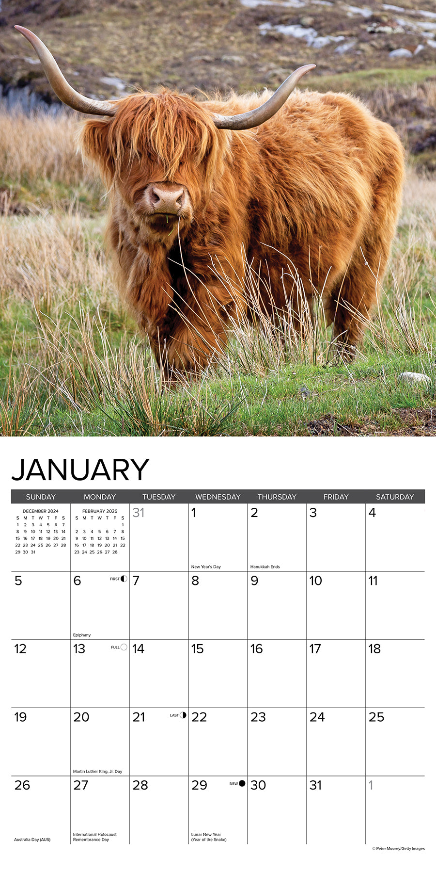 2025 Highland Cows - Square Wall Calendar (US Only)