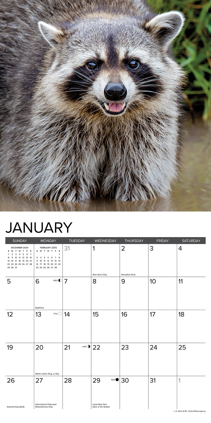 2025 Rascally Raccoons - Square Wall Calendar (US Only)