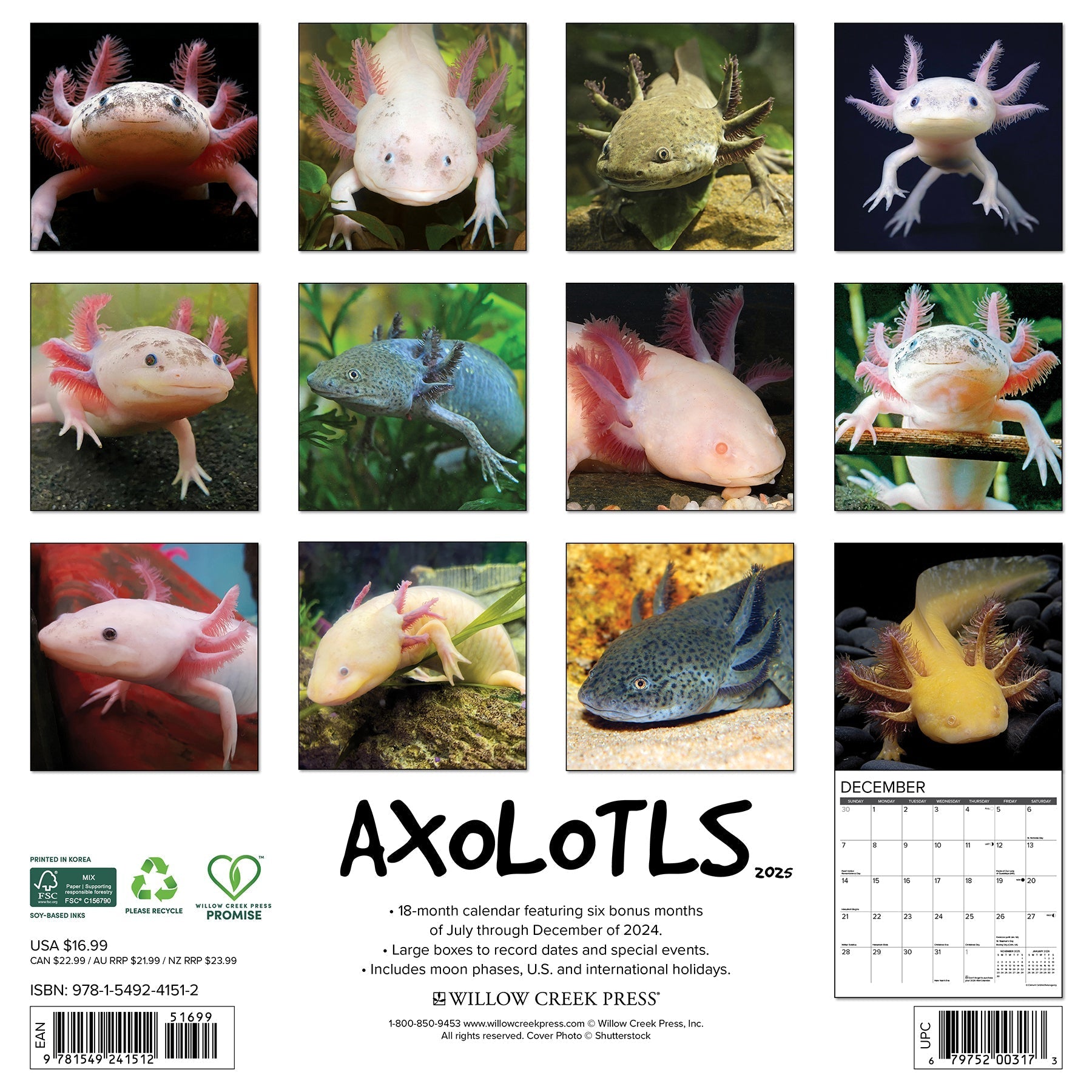 2025 Axolotls Square Wall Calendar (US Only)