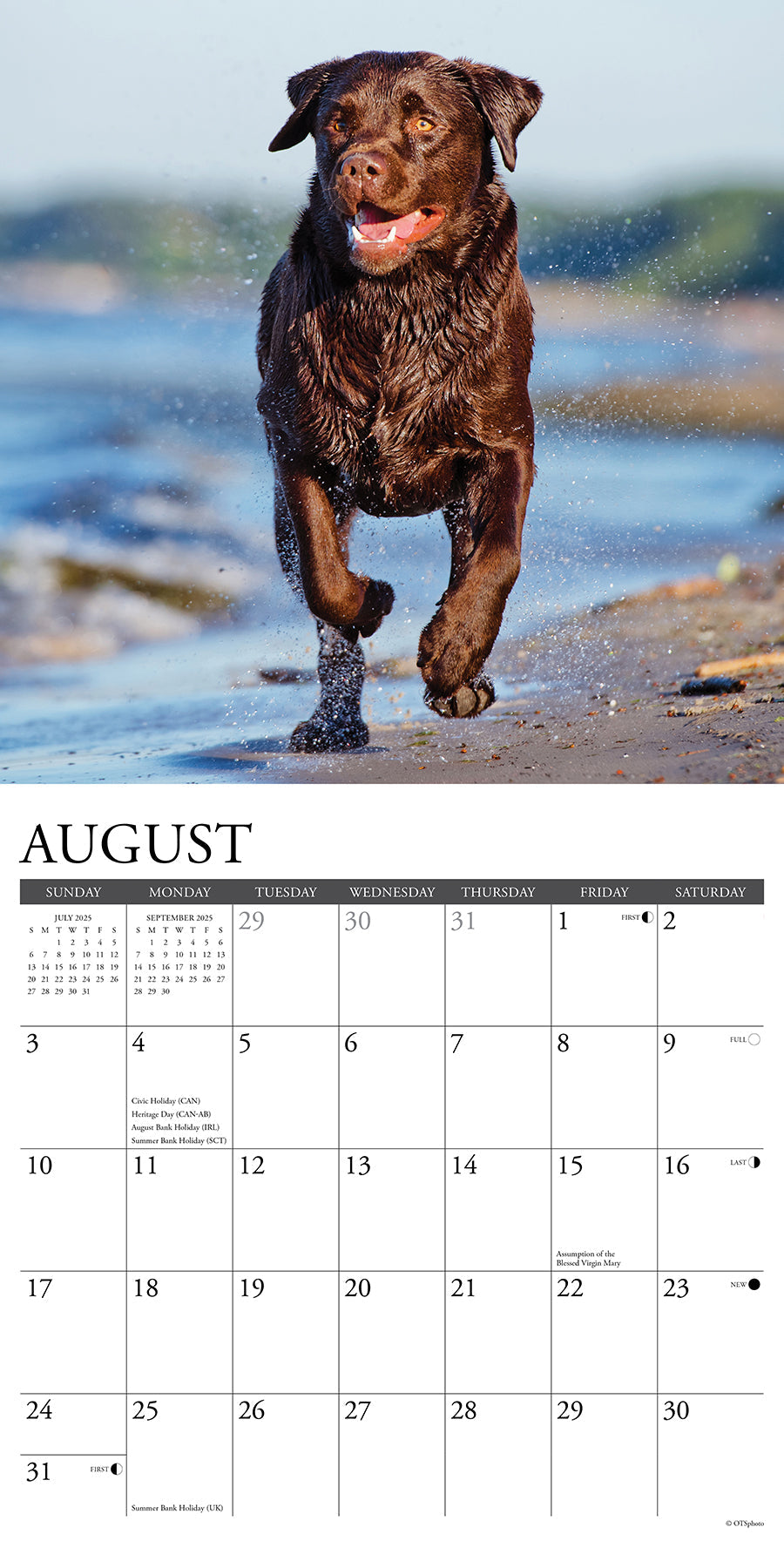 2025 Chocolate Labs - Square Wall Calendar (US Only)