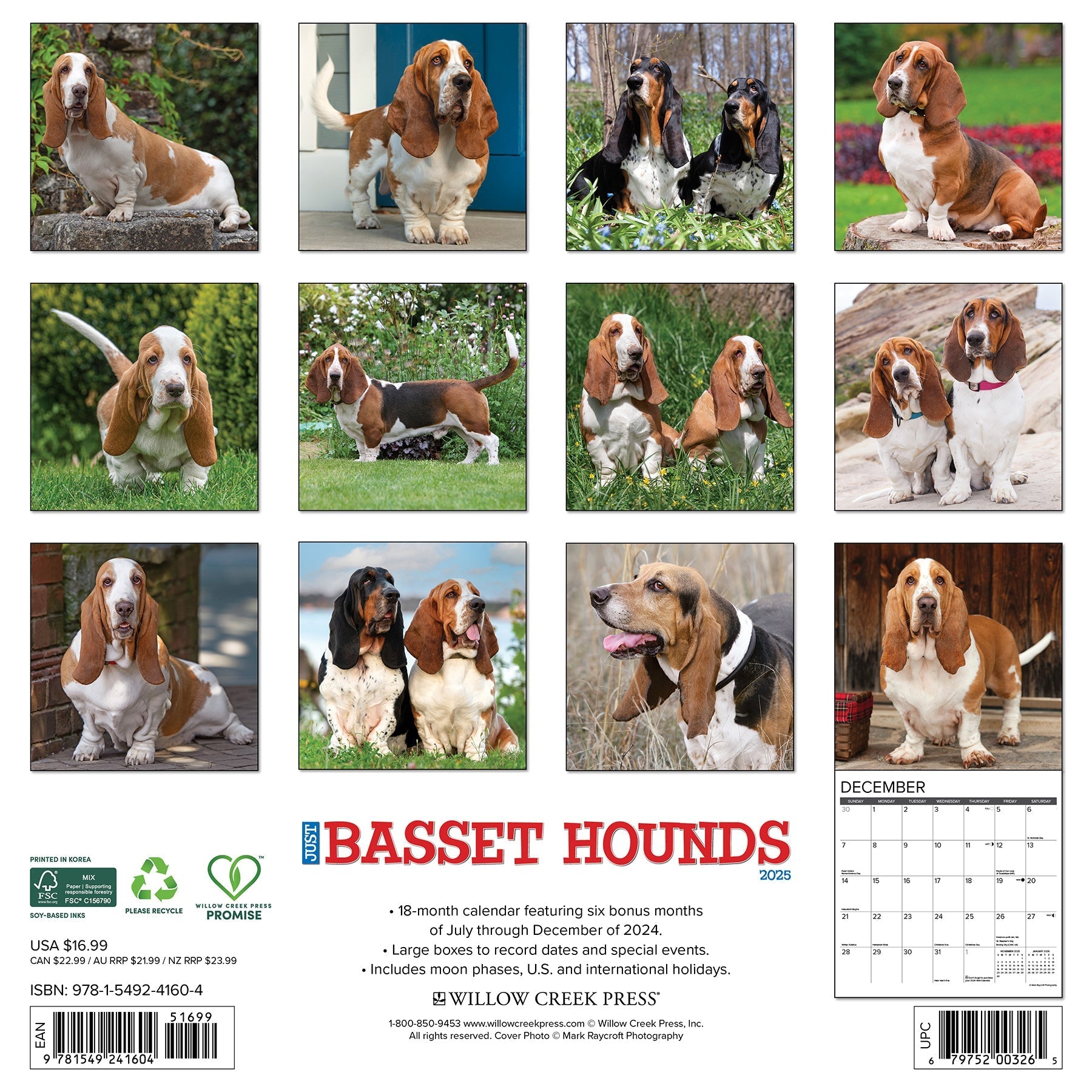 2025 Basset Hounds - Square Wall Calendar (US Only)