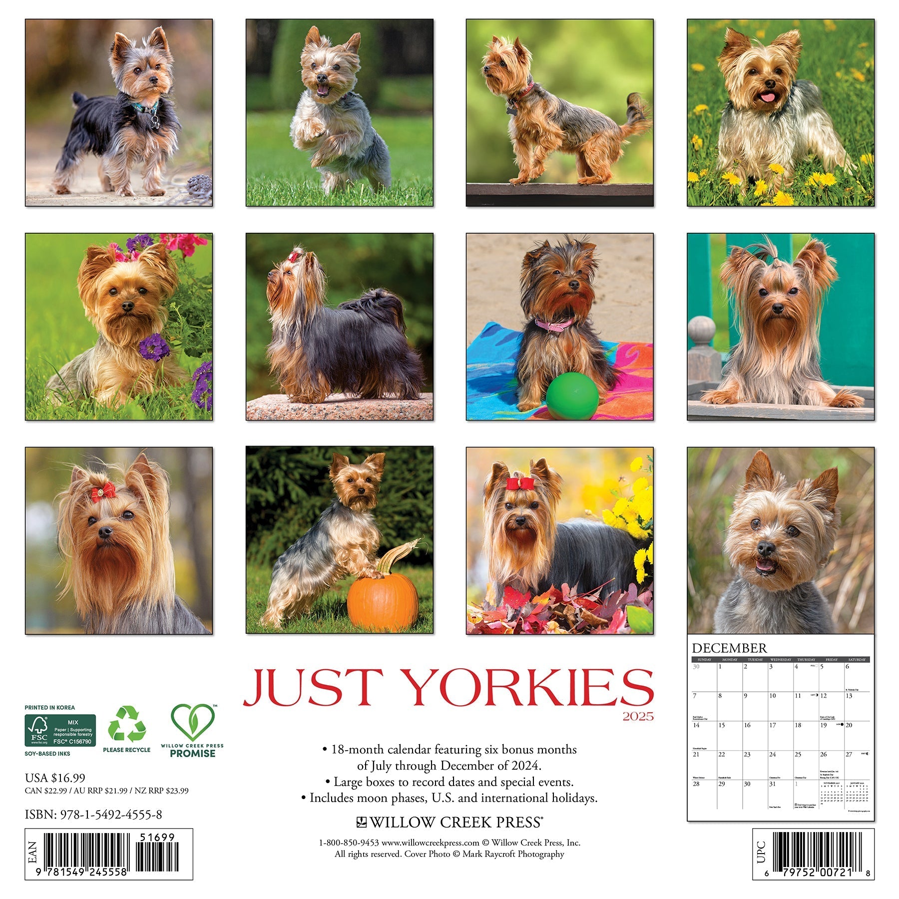 2025 Yorkies - Square Wall Calendar (US Only)