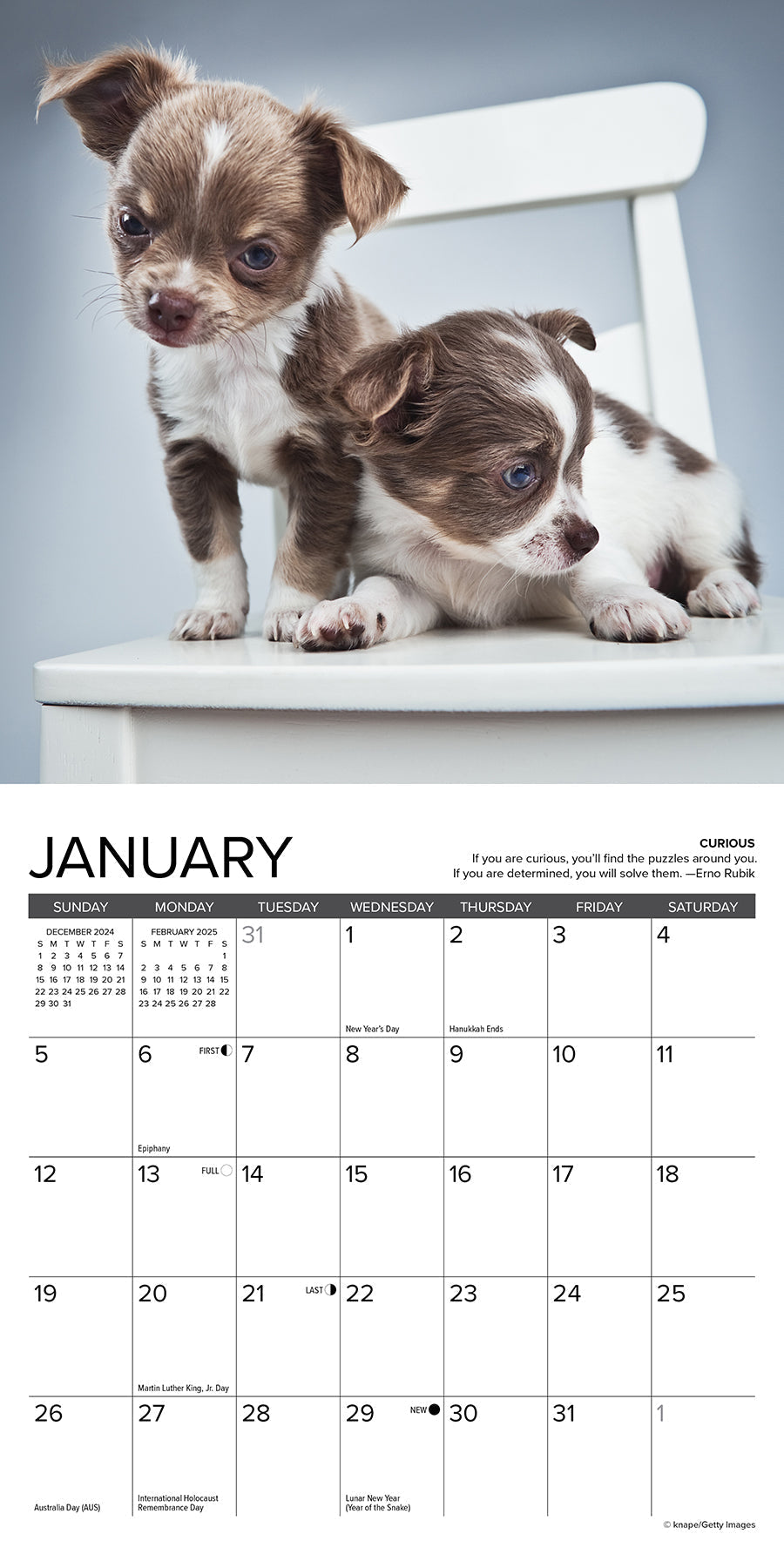 2025 Chihuahua Rules - Mini Wall Calendar (US Only)