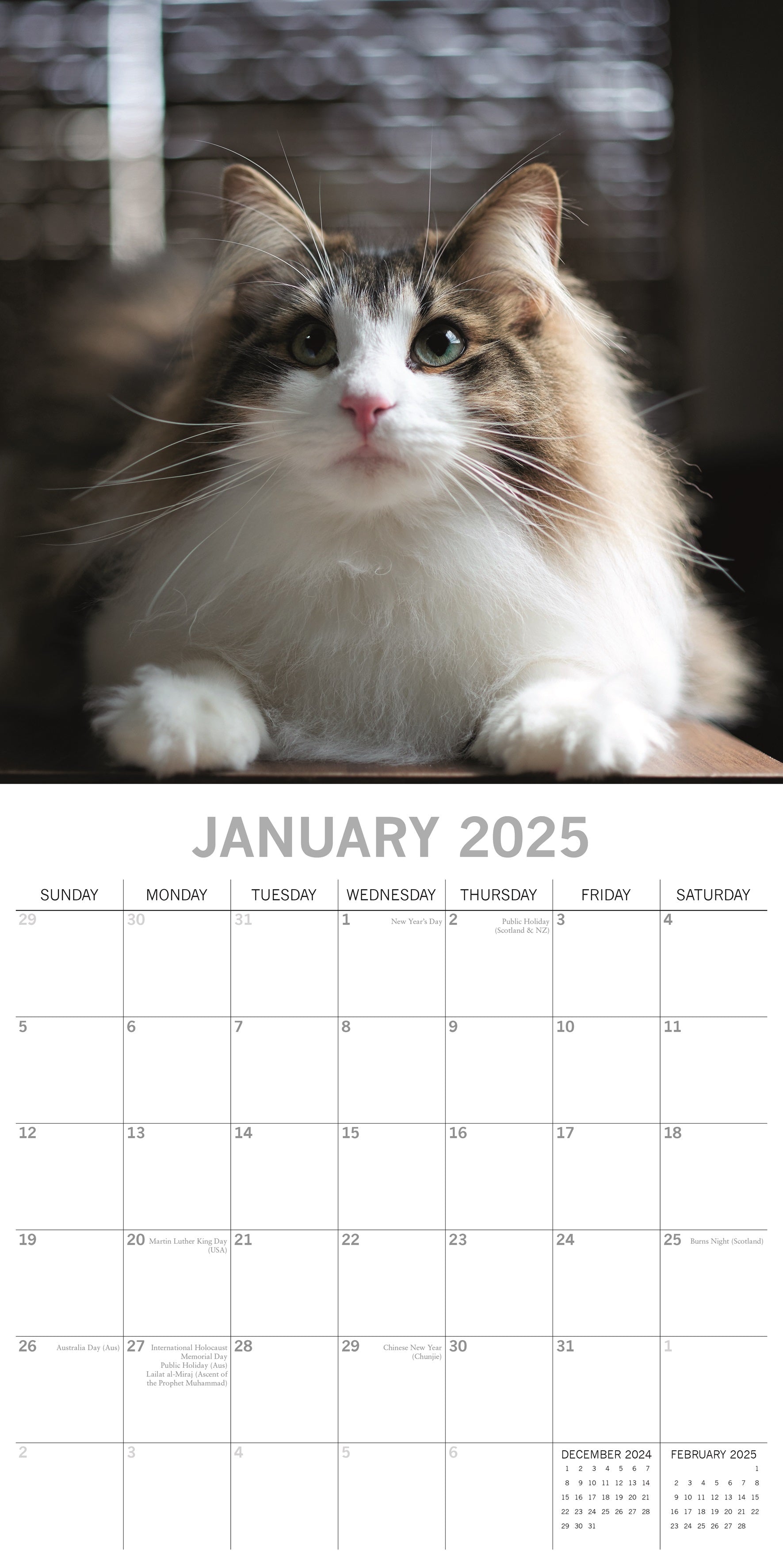2025 Top Cats - Square Wall Calendar