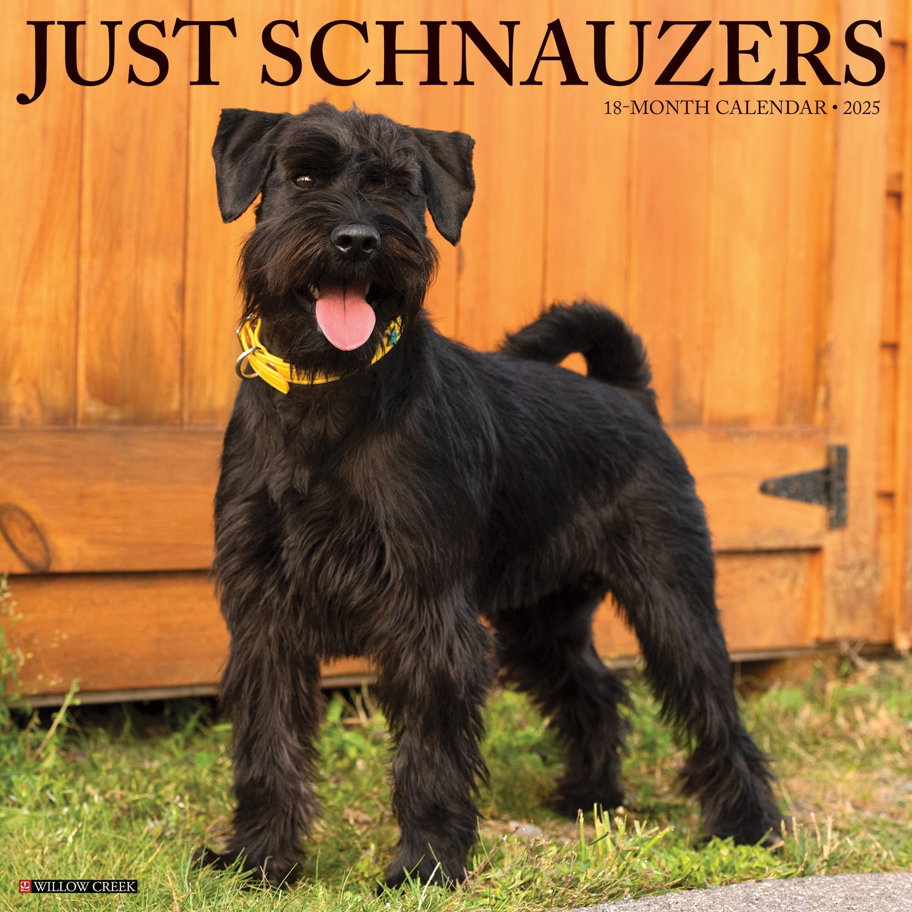 2025 Schnauzers - Square Wall Calendar (US Only)