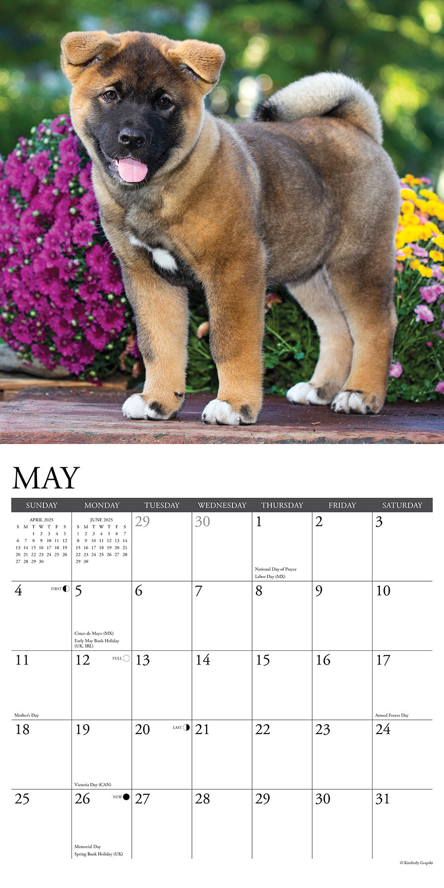 2025 Akitas - Square Wall Calendar (US Only)