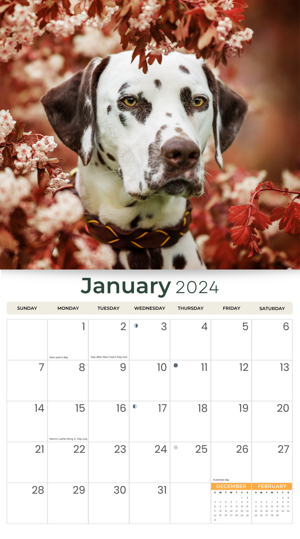 2024 Dalmatians Deluxe Wall Calendar Dogs & Puppies Calendars By