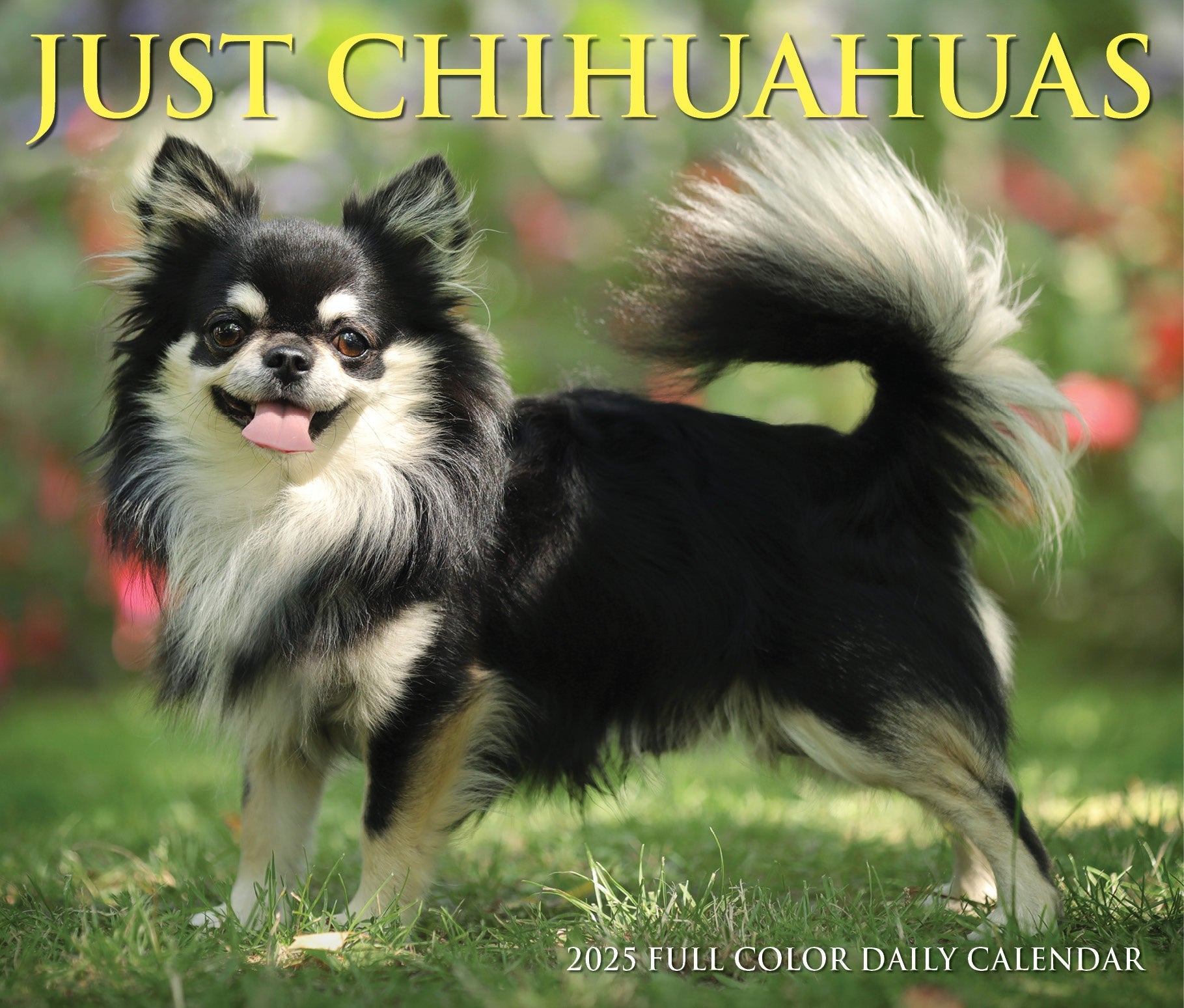 2025 Chihuahuas - Daily Boxed Page-A-Day Calendar (US Only)