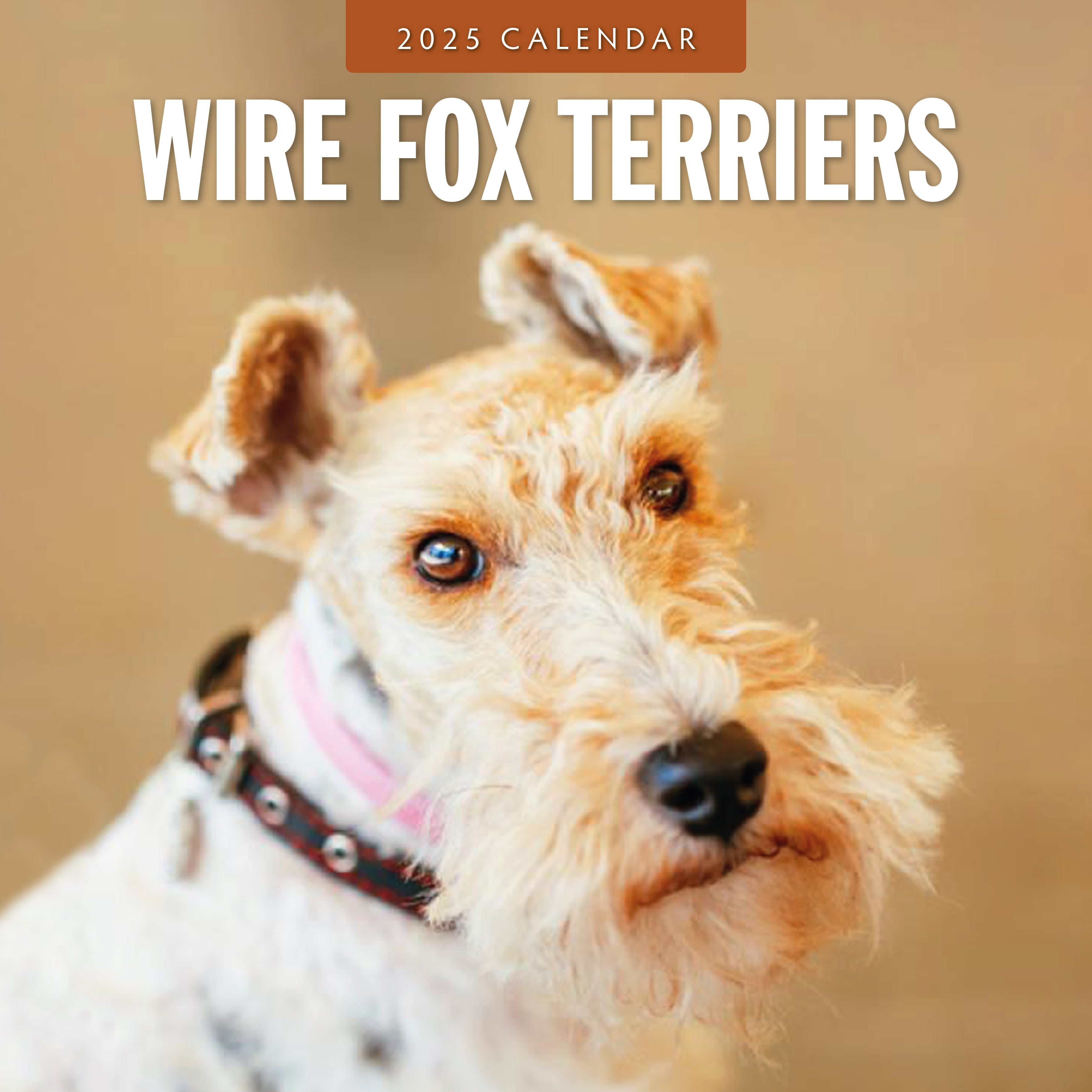 2025 Wire Fox Terriers - Square Wall Calendar
