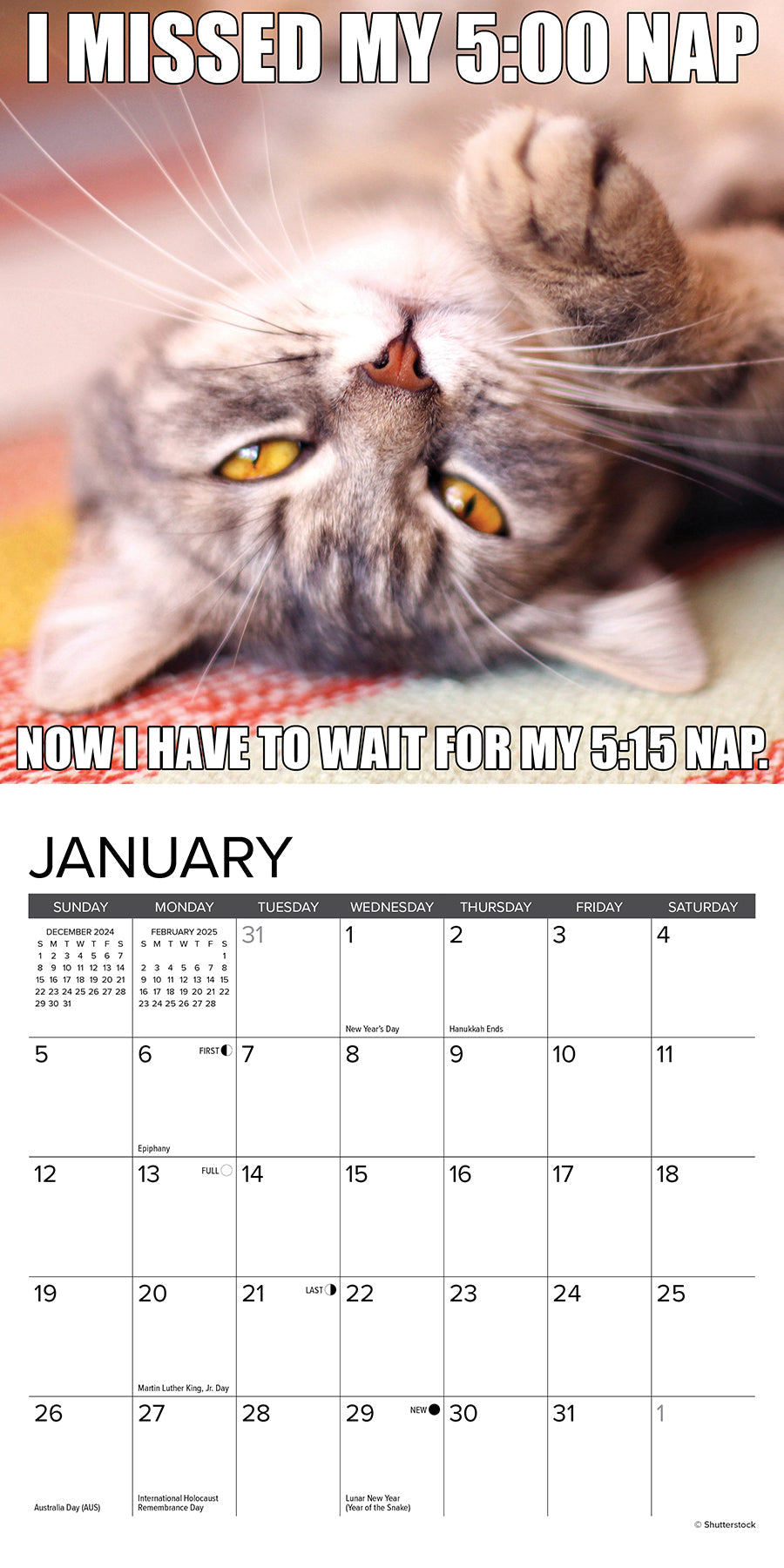 2025 Cat-astrophe - Mini Wall Calendar (US Only)