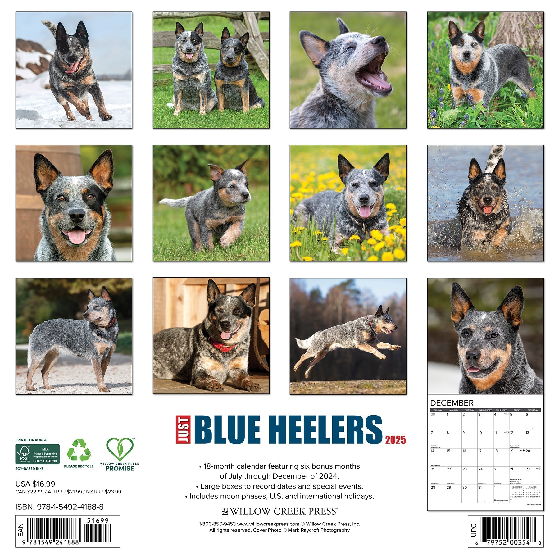 2025 Blue Heelers - Square Wall Calendar (US Only)