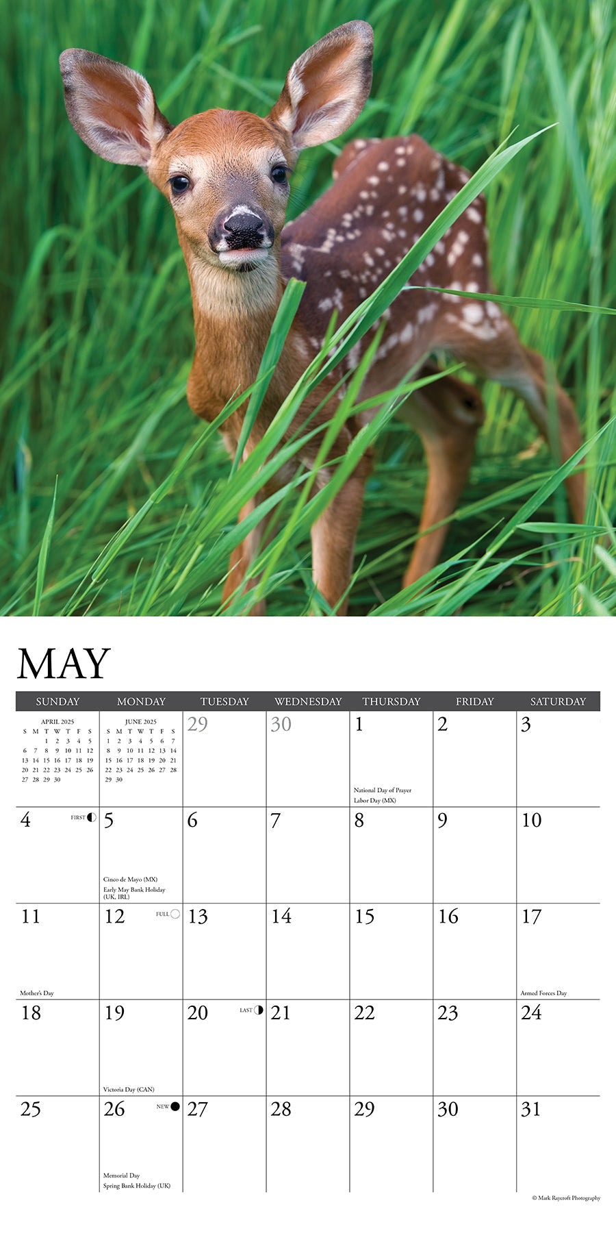 2025 Seasons of the Whitetail (Deer) - Square Wall Calendar (US Only)