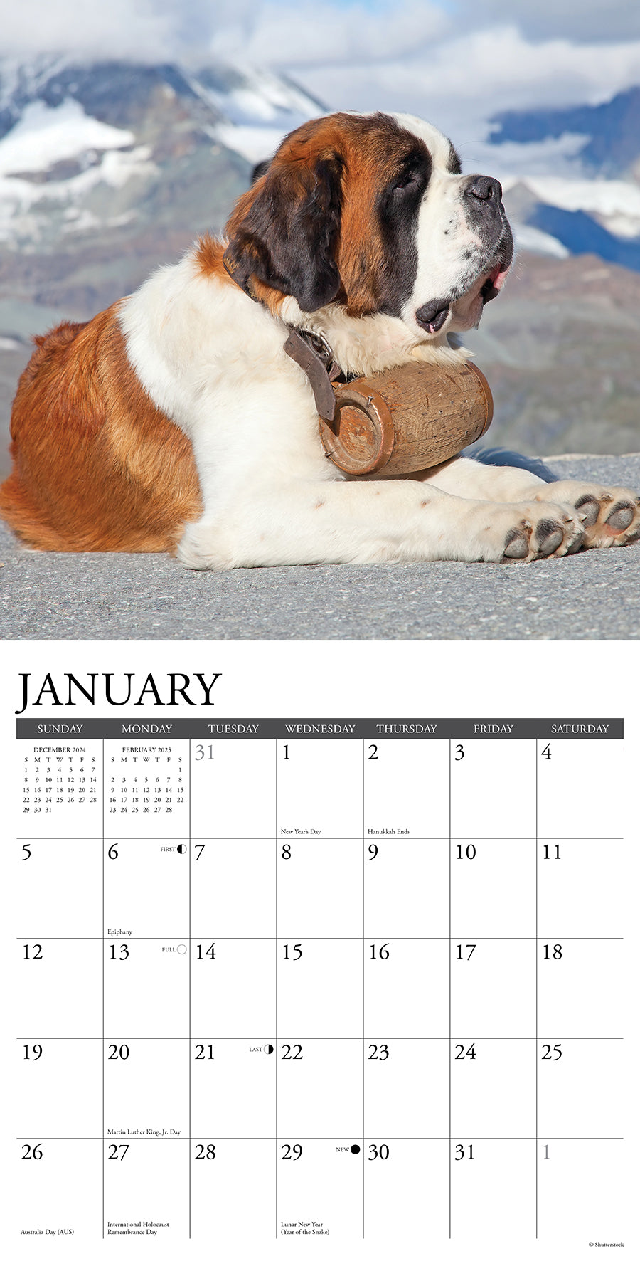 2025 Saint Bernards - Square Wall Calendar (US Only)