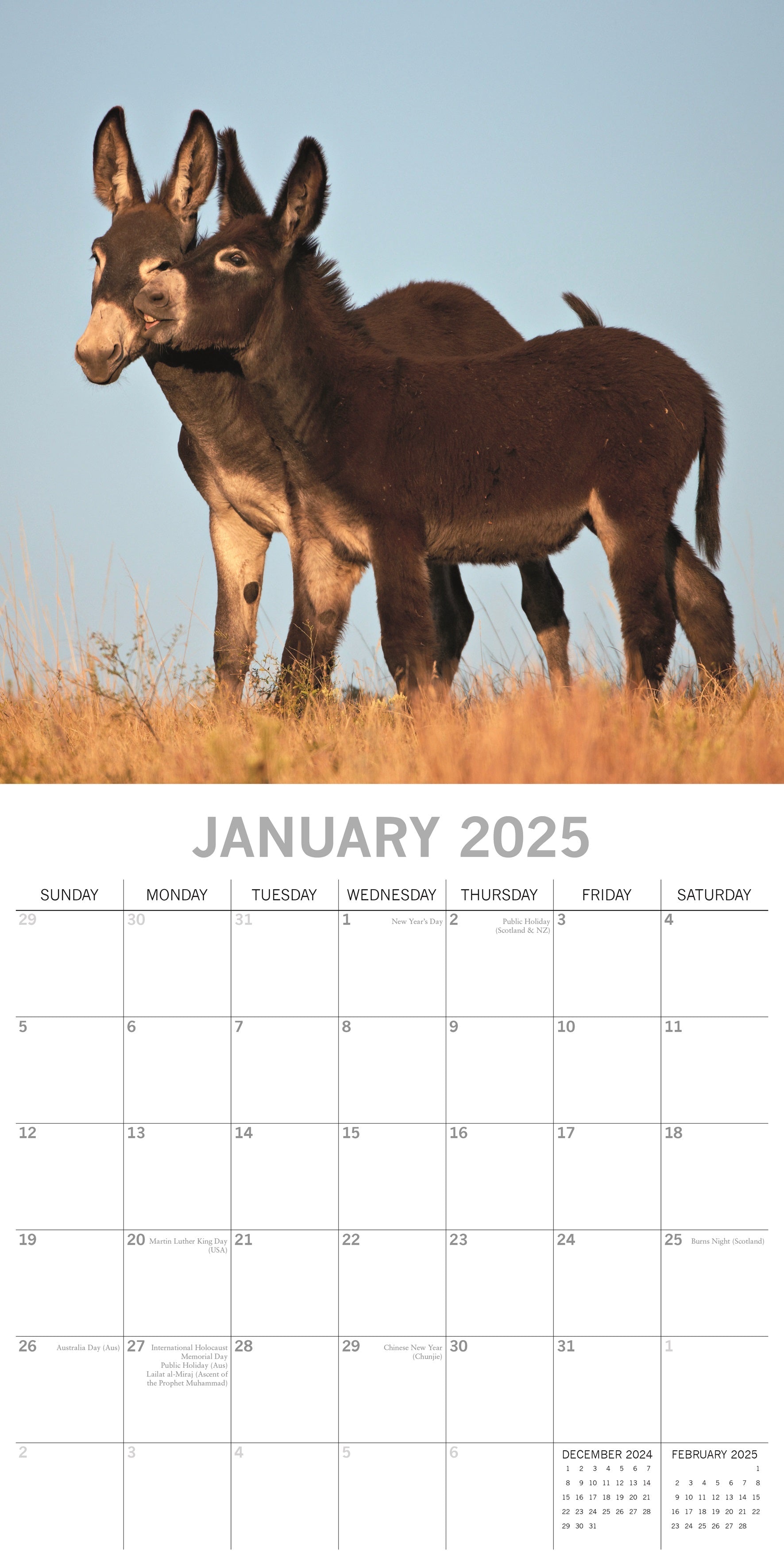 2025 Donkeys - Square Wall Calendar