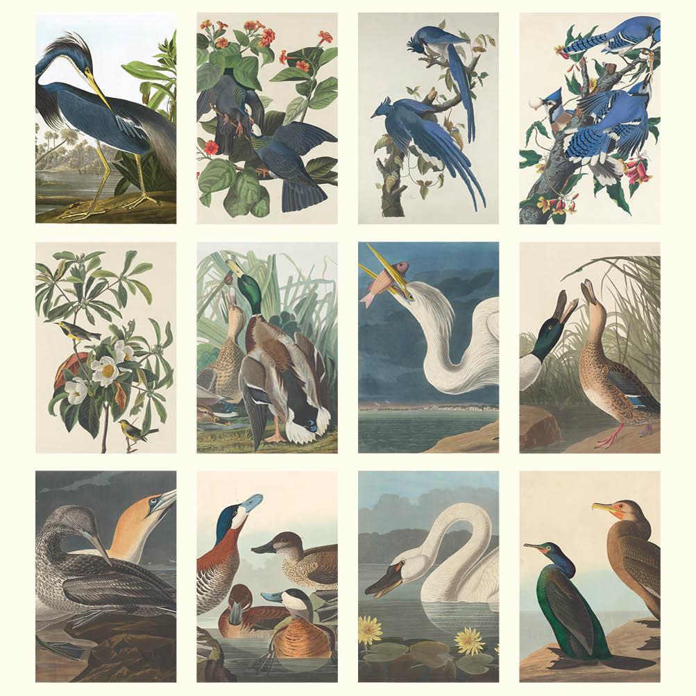 2024 Audubon's Birds - Desk Easel Calendar