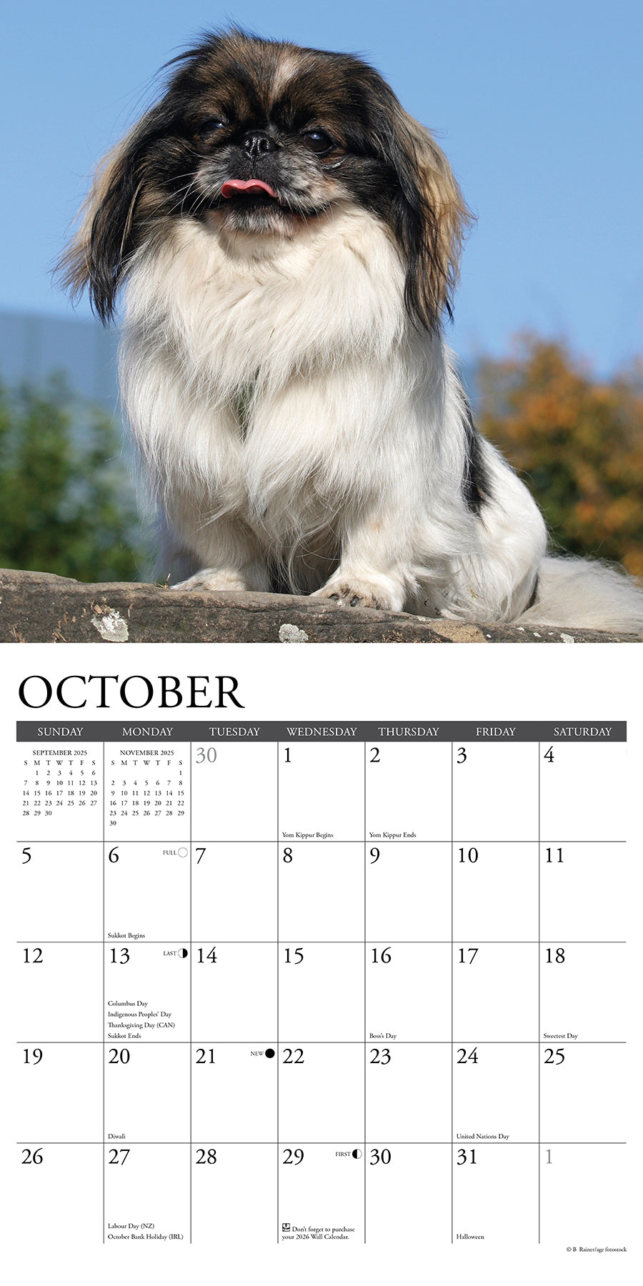 2025 Pekingese - Square Wall Calendar (US Only)