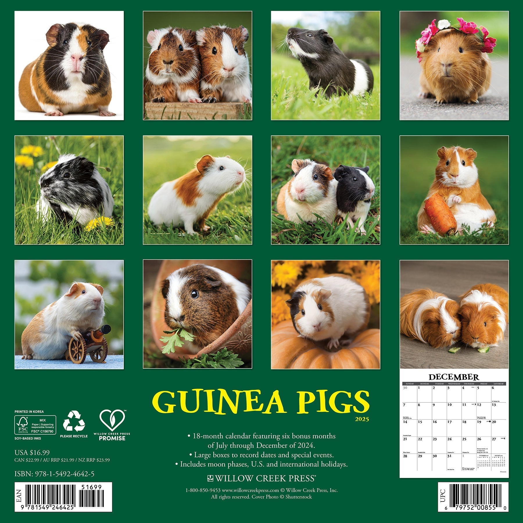 2025 Guinea Pigs - Square Wall Calendar (US Only)