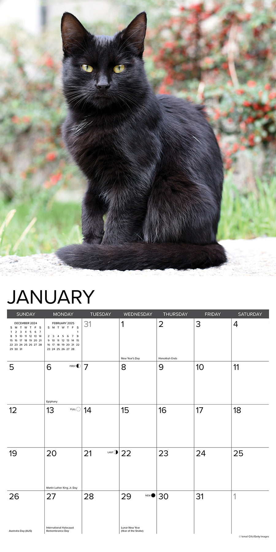 2025 Black Cats - Square Wall Calendar (US Only)