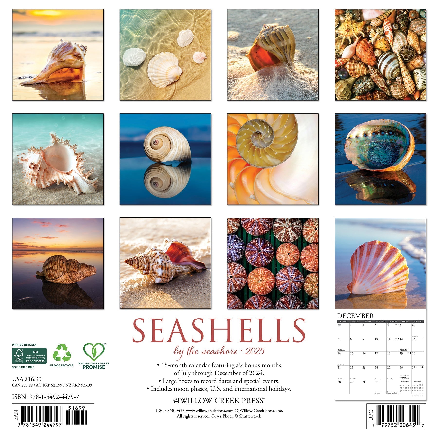 2025 Seashells - Square Wall Calendar (US Only)