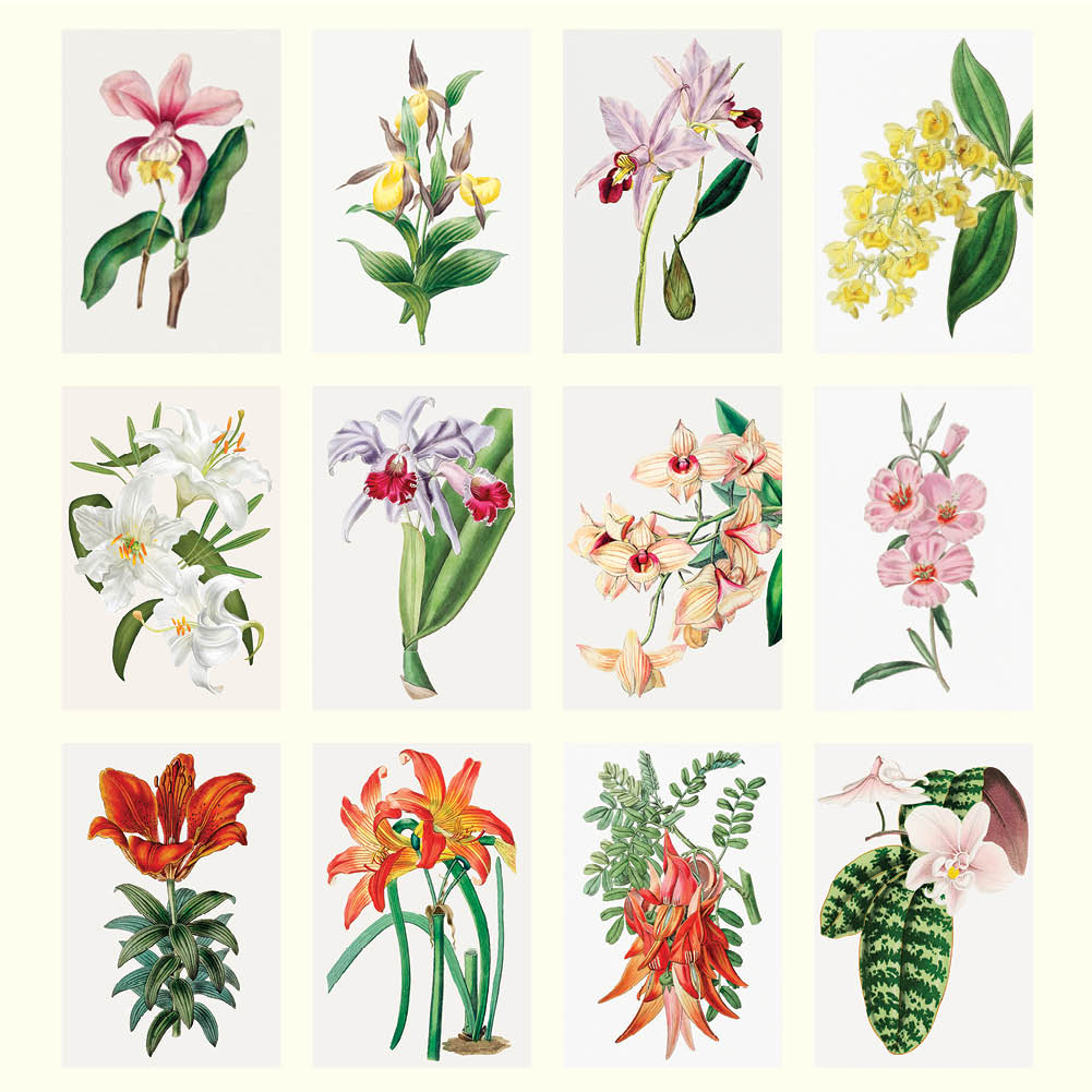 2025 Orchids - Deluxe Wall Calendar