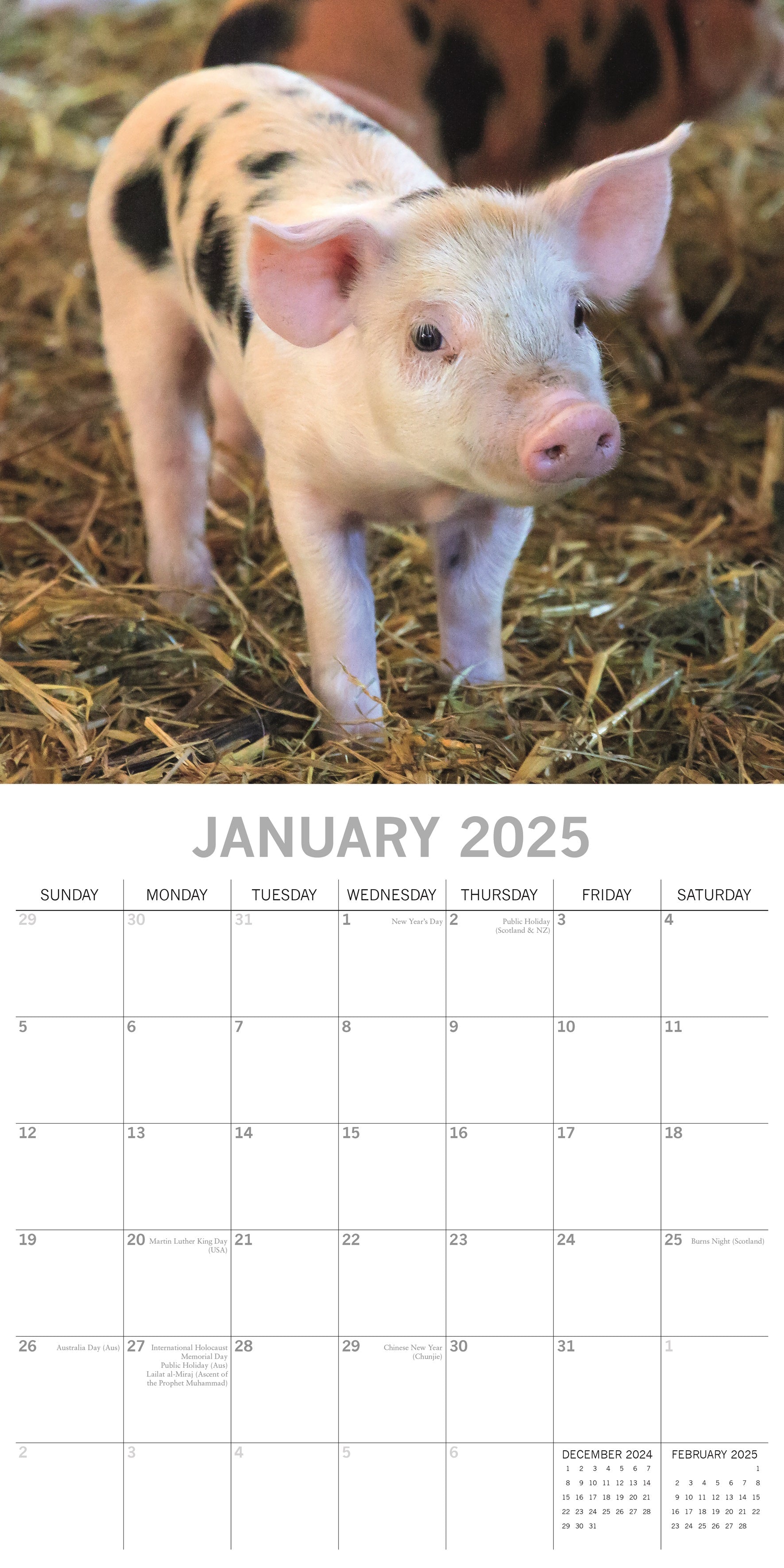 2025 Piggies - Square Wall Calendar