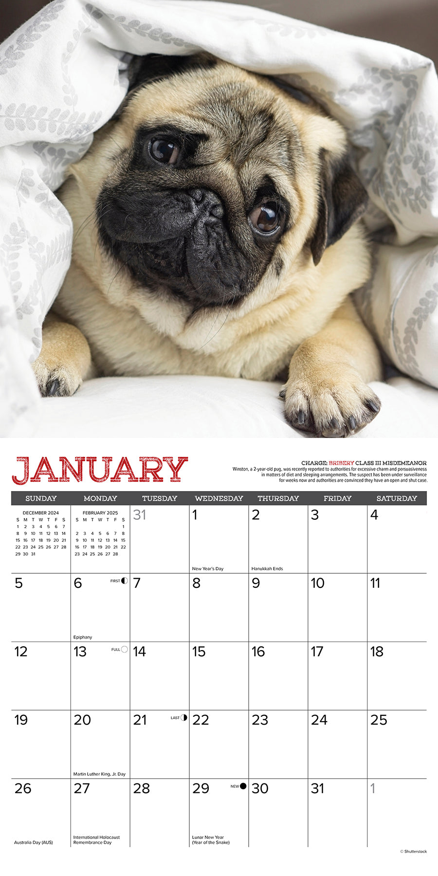 2025 Pug Mugs - Square Wall Calendar (US Only)