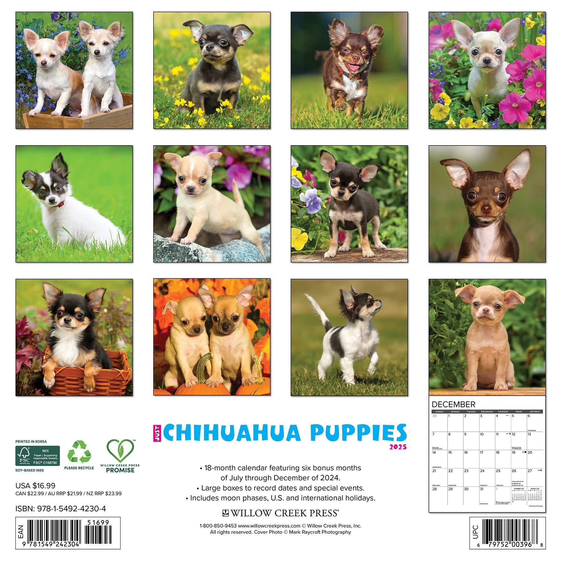 2025 Chihuahua Puppies - Square Wall Calendar (US Only)