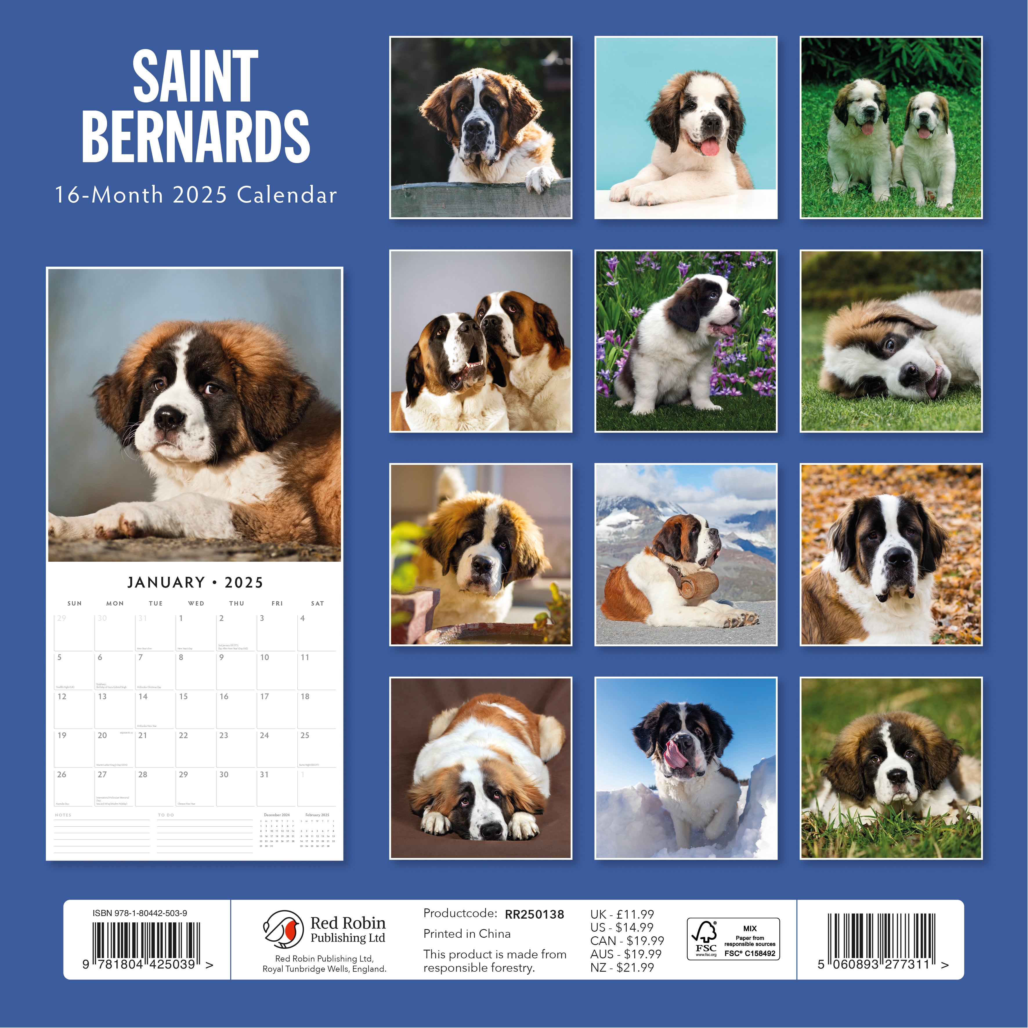 2025 Saint Bernards - Square Wall Calendar