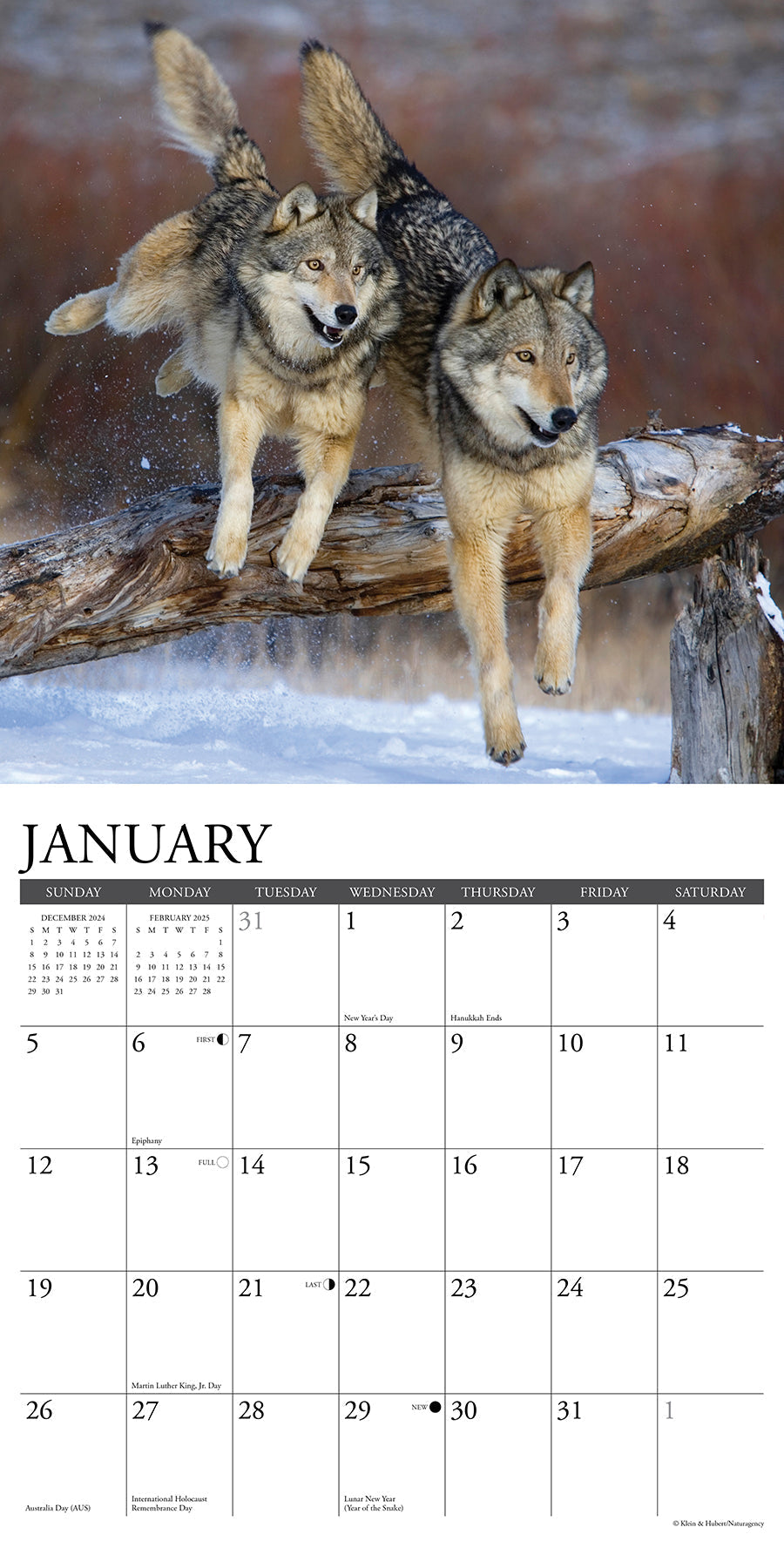 2025 Spirit of the Wolf - Square Wall Calendar (US Only)