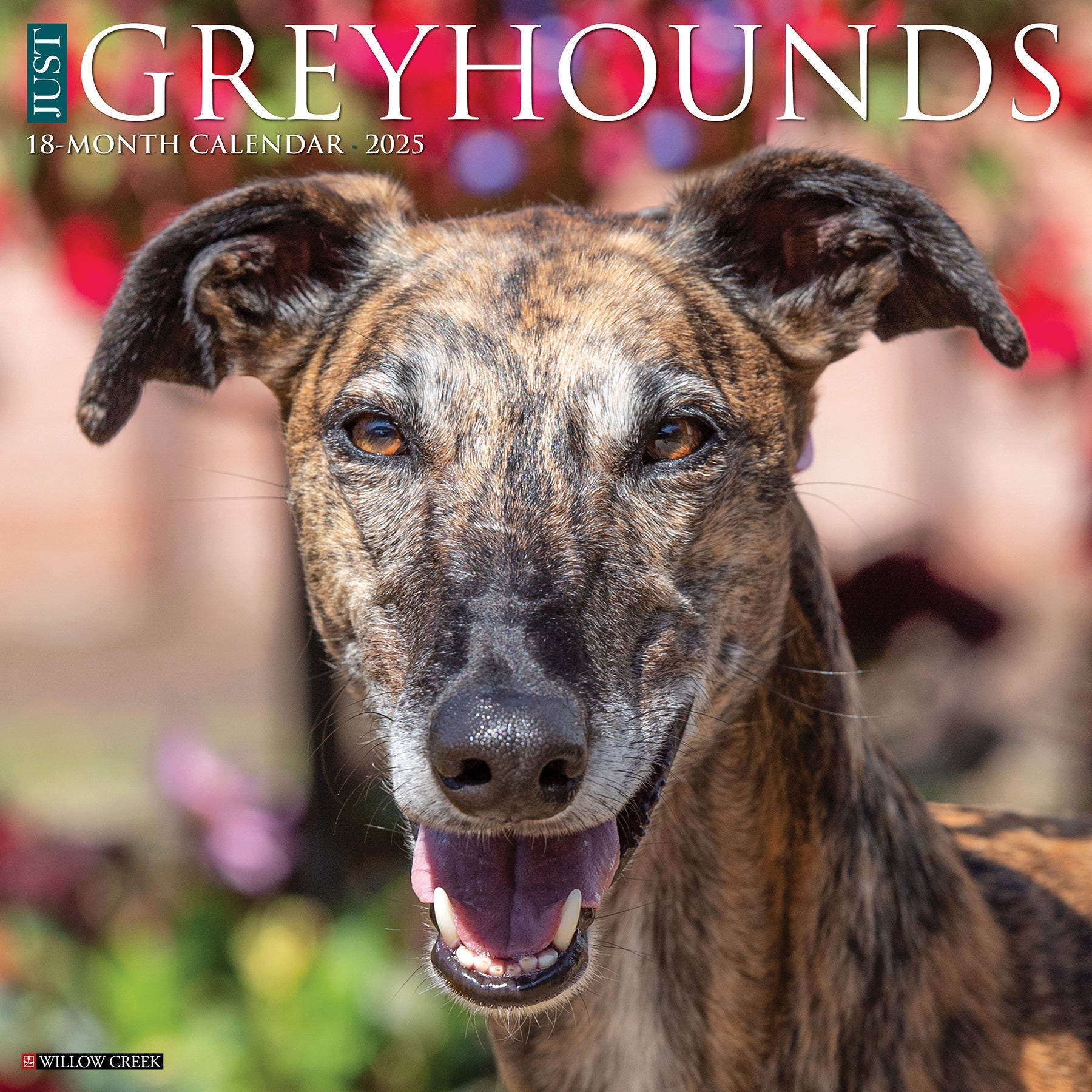 2025 Greyhounds - Square Wall Calendar (US Only)