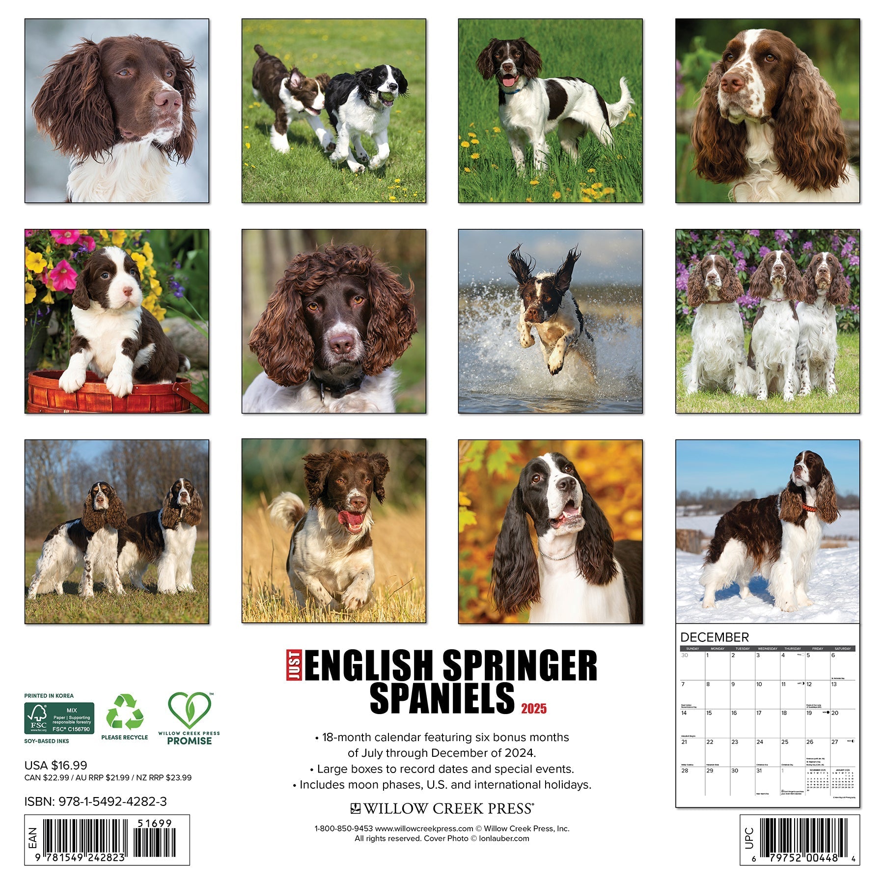 2025 English Springer Spaniels - Square Wall Calendar (US Only)