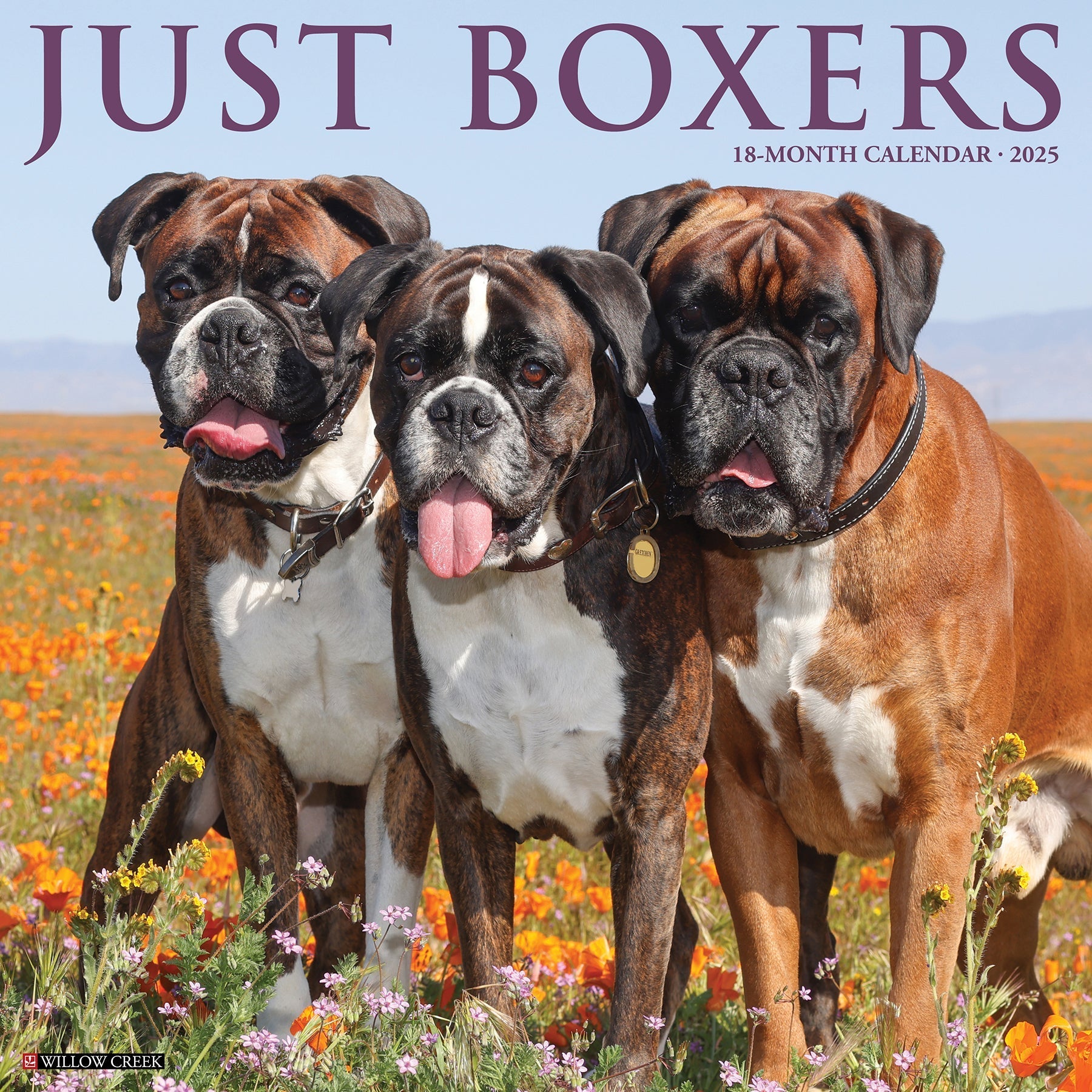 2025 Boxers - Square Wall Calendar (US Only)