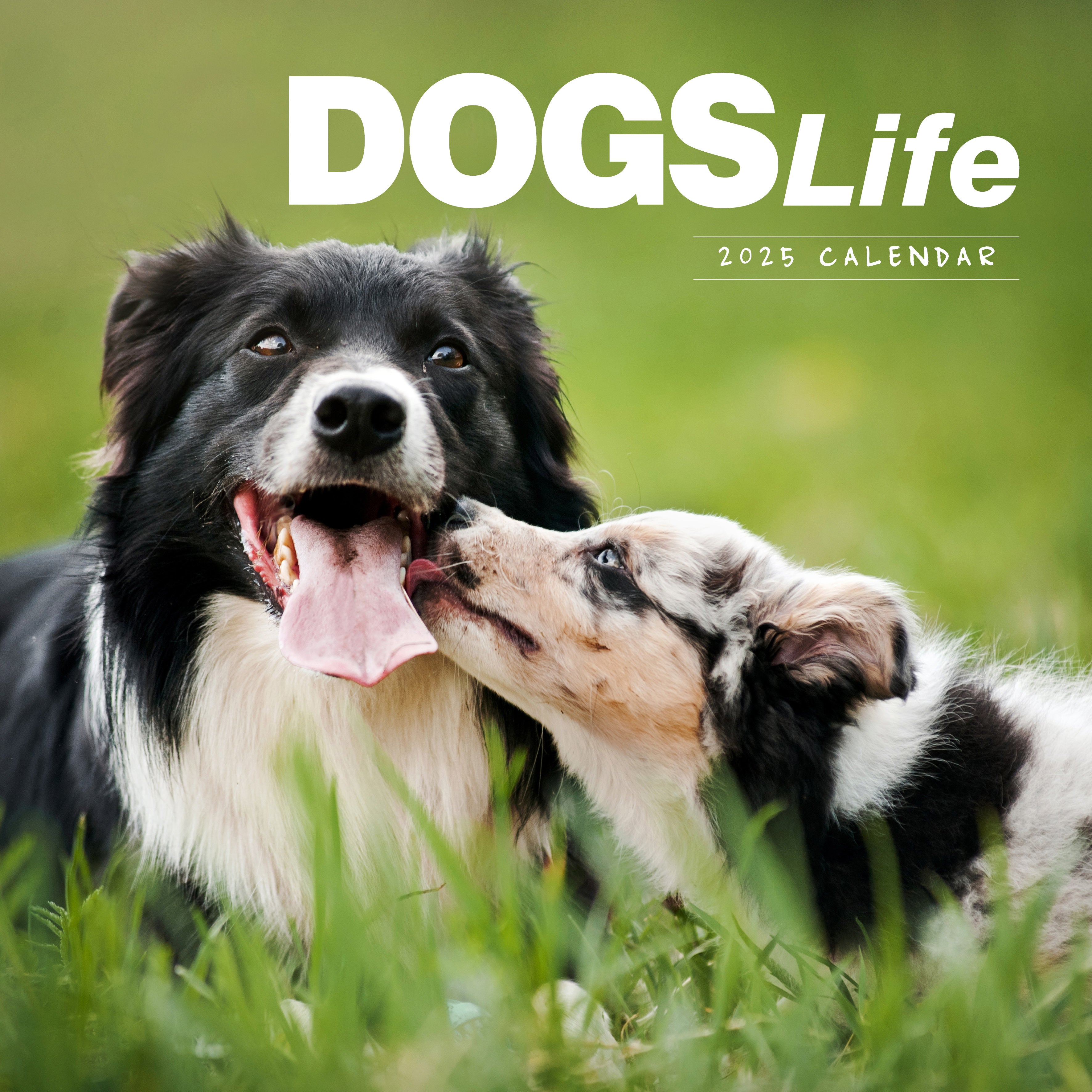 2025 Dogs Life - Square Wall Calendar