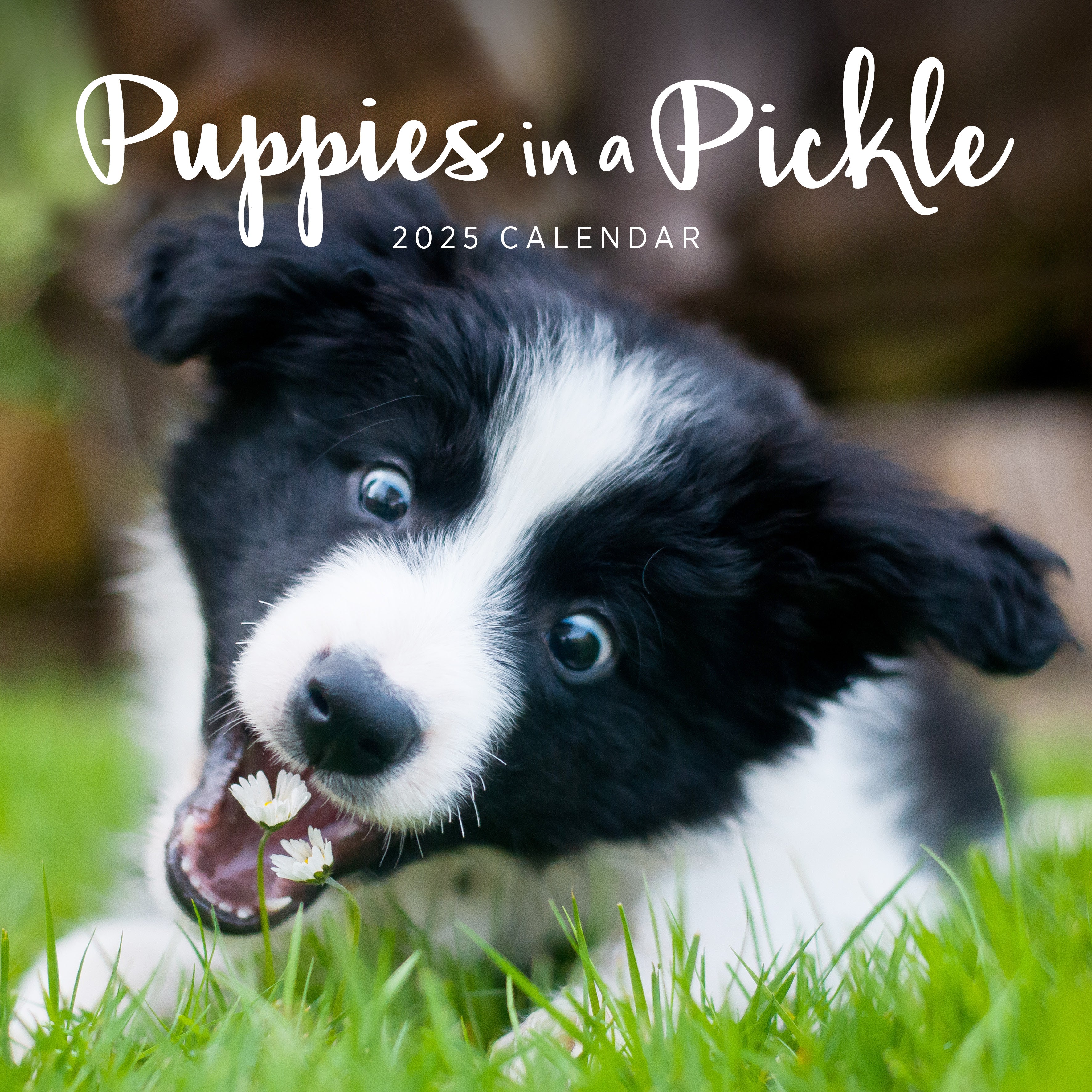 2025 Puppies In A Pickle - Square Wall Calendar