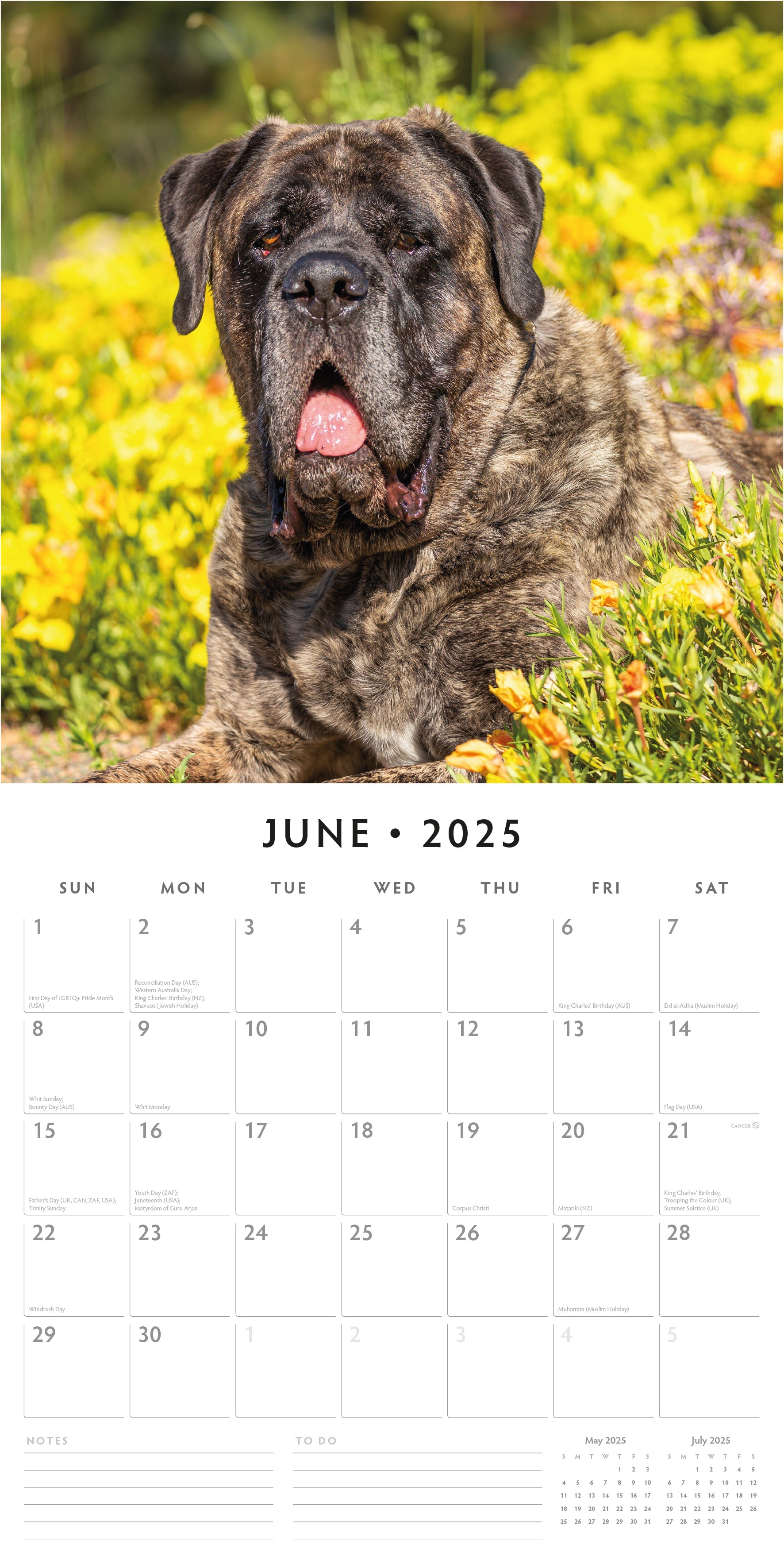 2025 Mastiffs - Square Wall Calendar