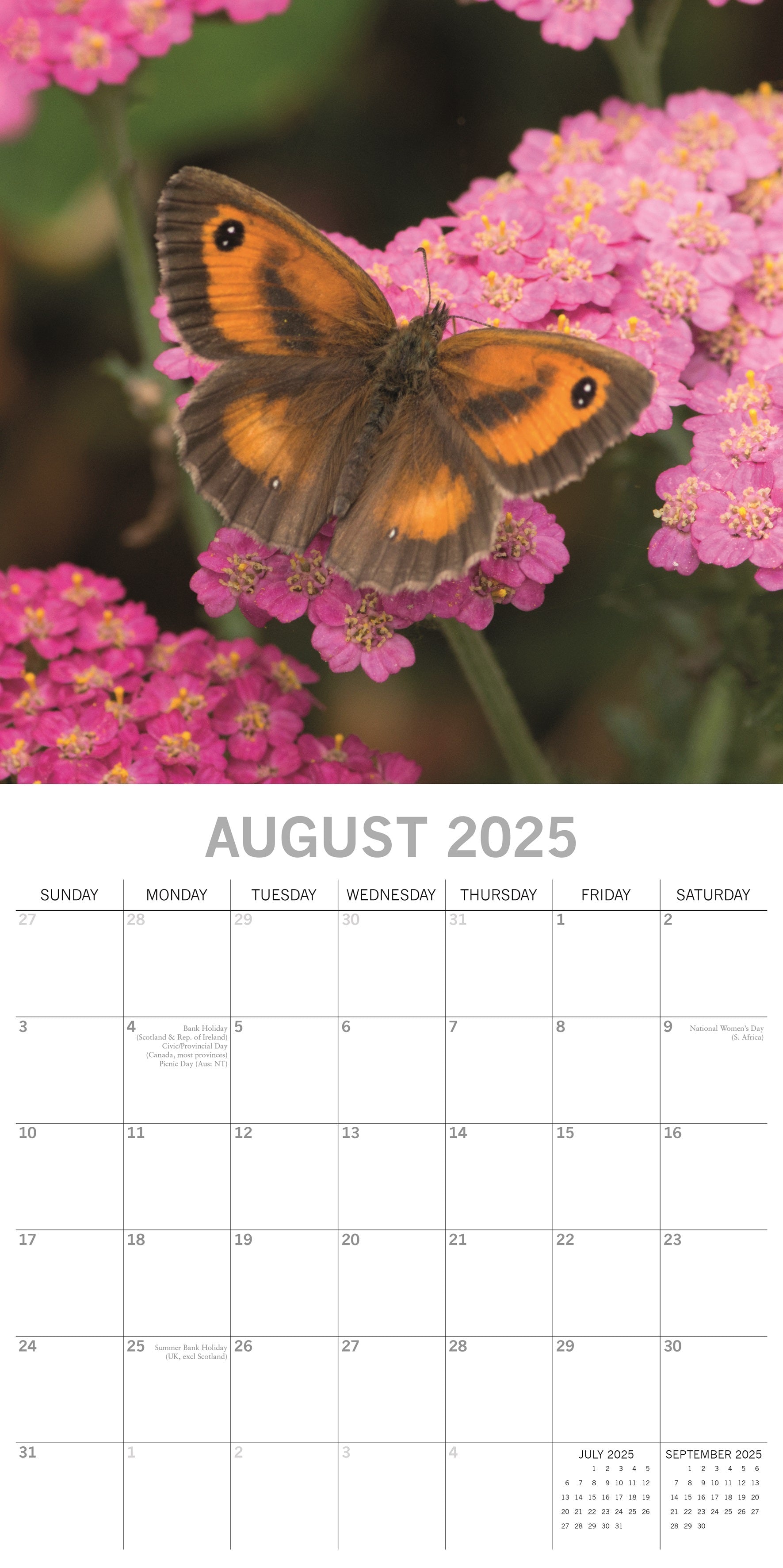 2025 Butterflies - Square Wall Calendar
